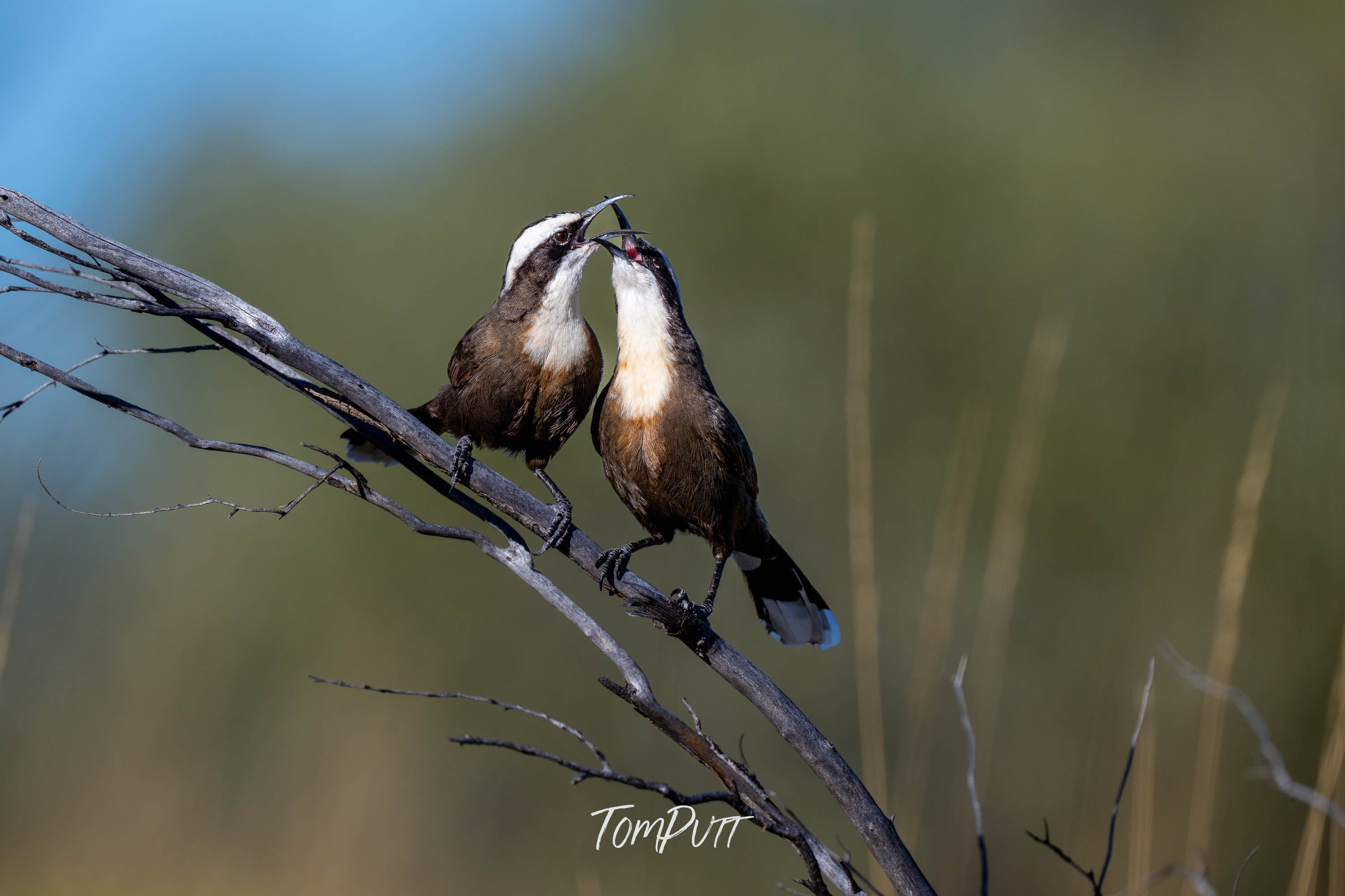 Together. Halls Babbler