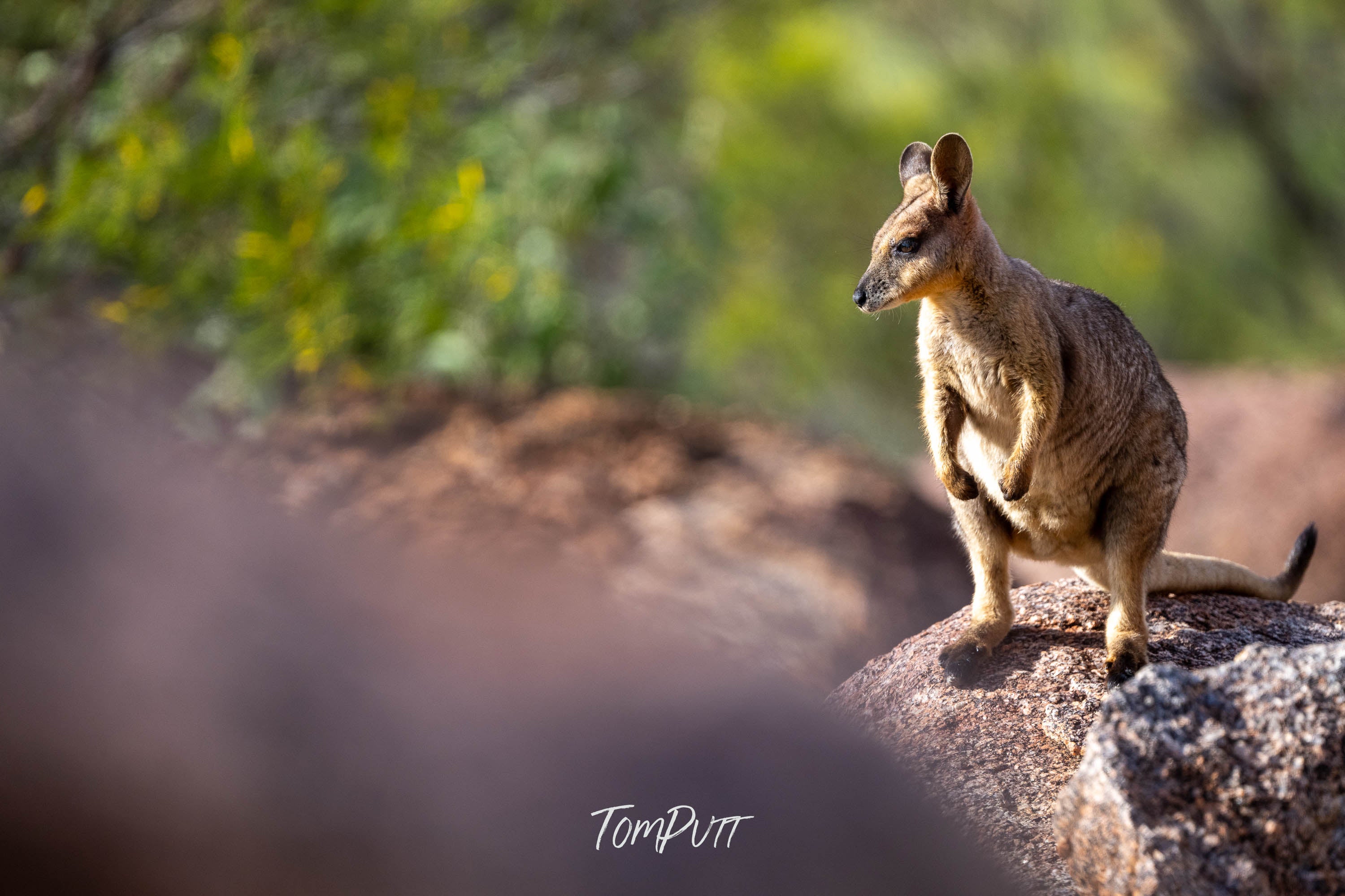 At Rest. Purple-Necked Rock Wallaby