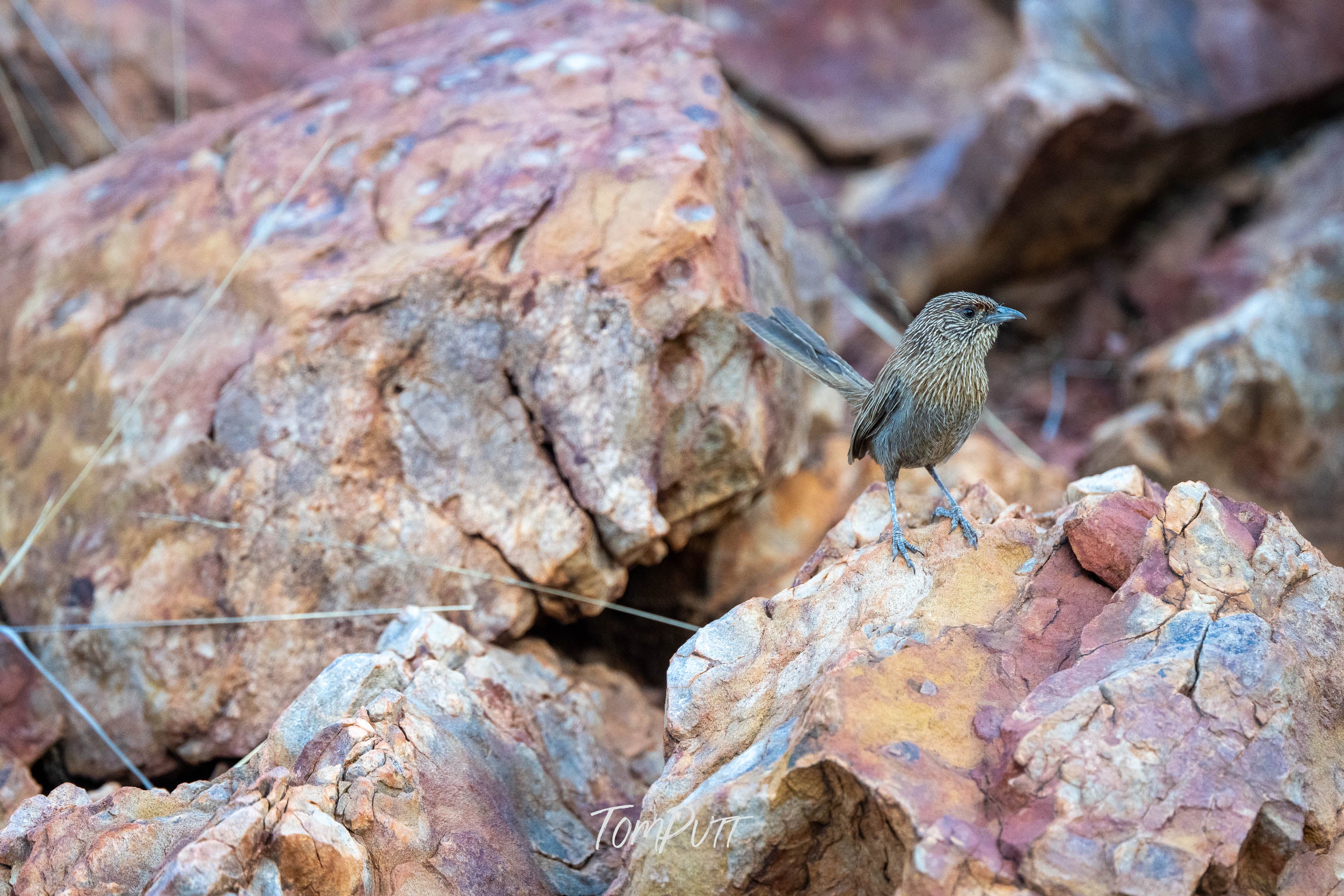 Rock Hopping. Kalkadoon Grasswren