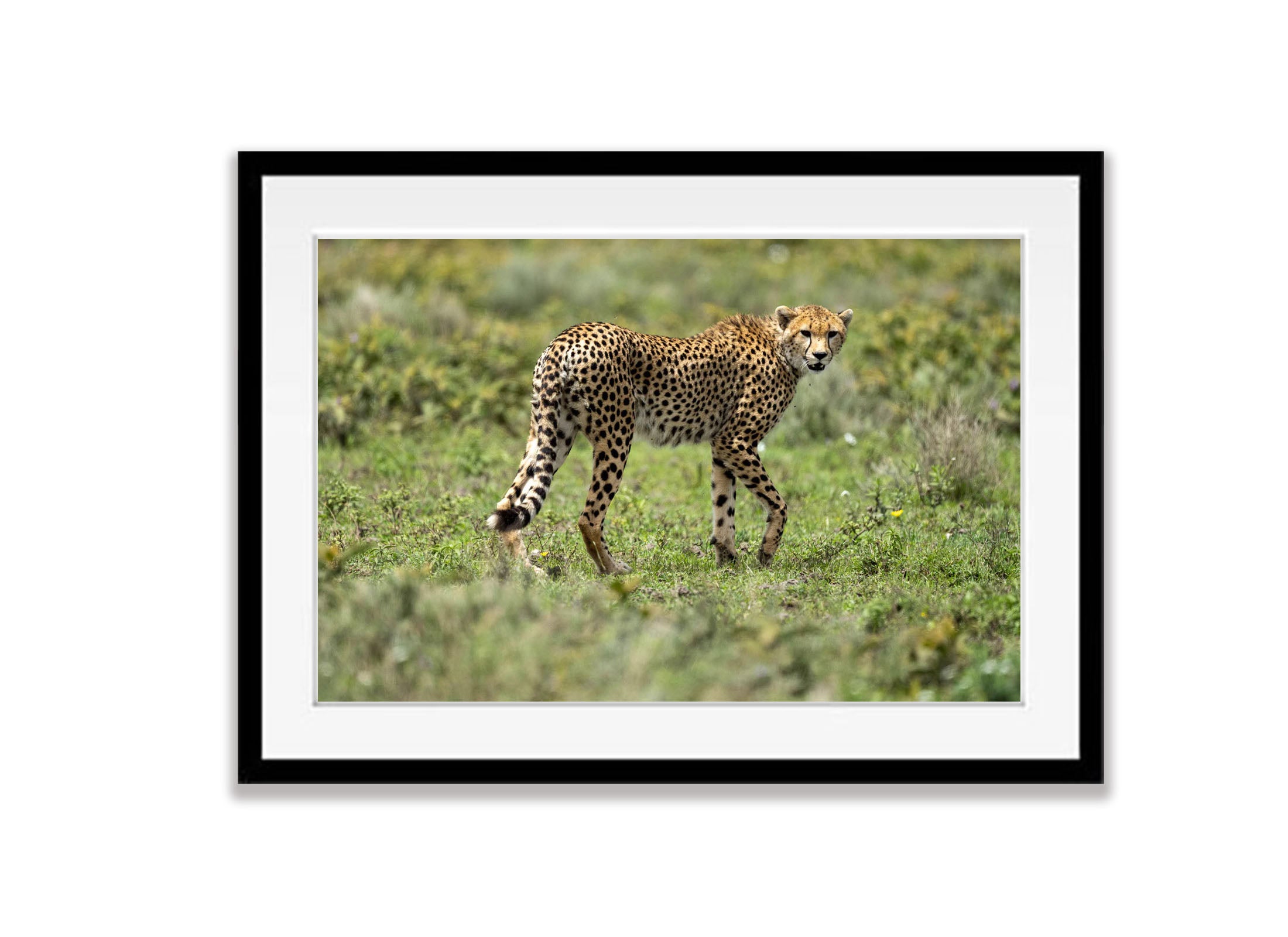 Cheetah on the prowl, Serengeti, Tanzania