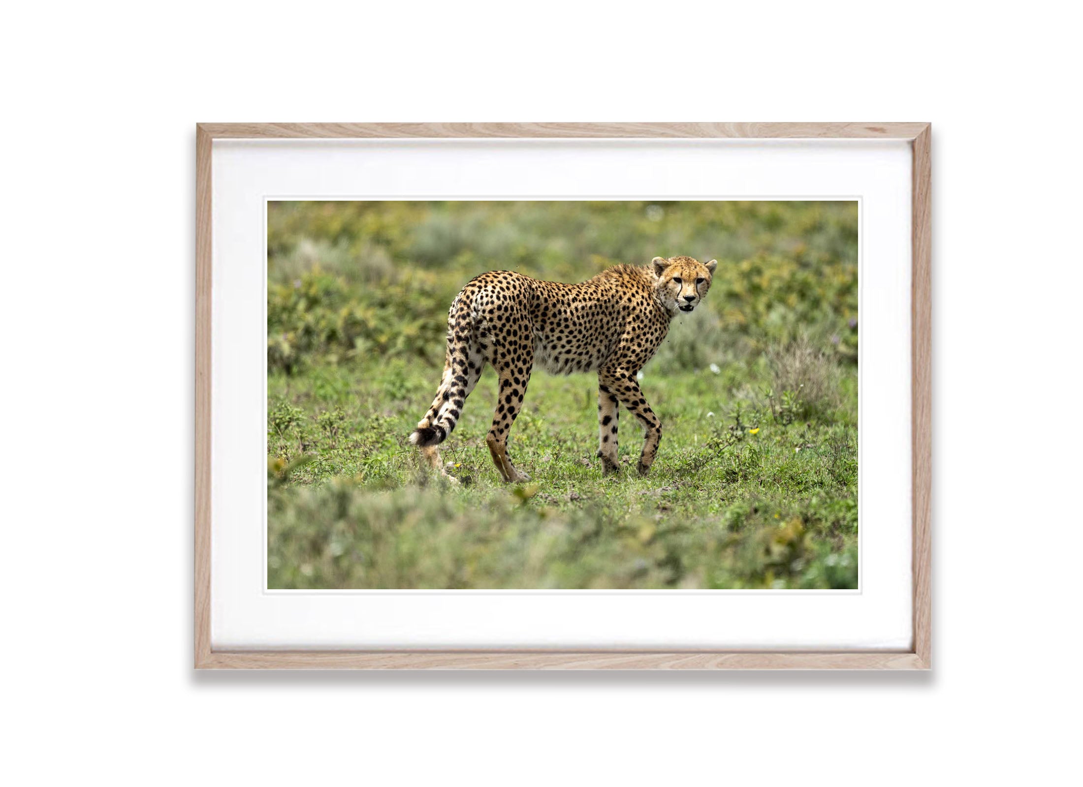 Cheetah on the prowl, Serengeti, Tanzania