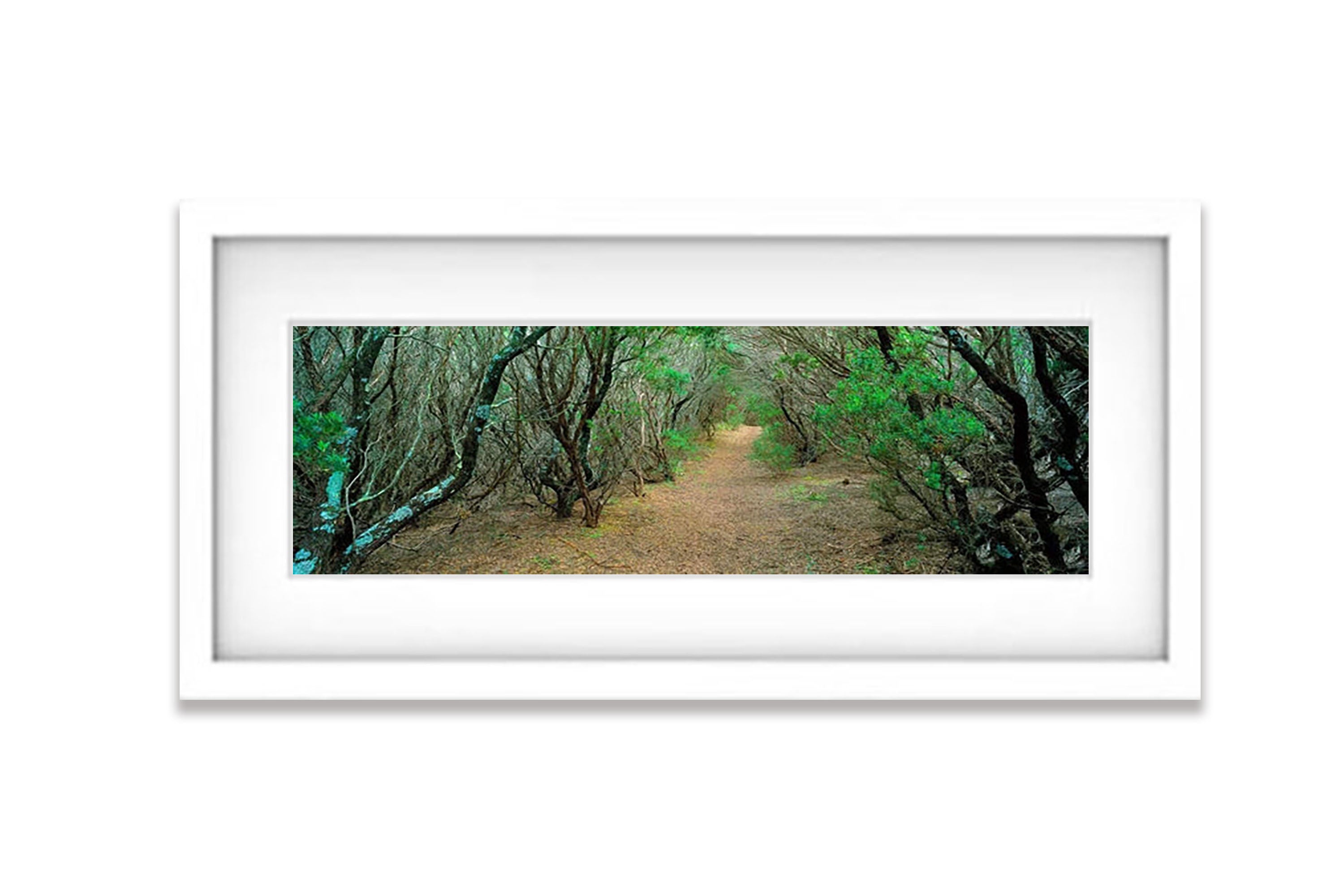 Coastal Path, Cape Schanck, Mornington Peninsula, VIC
