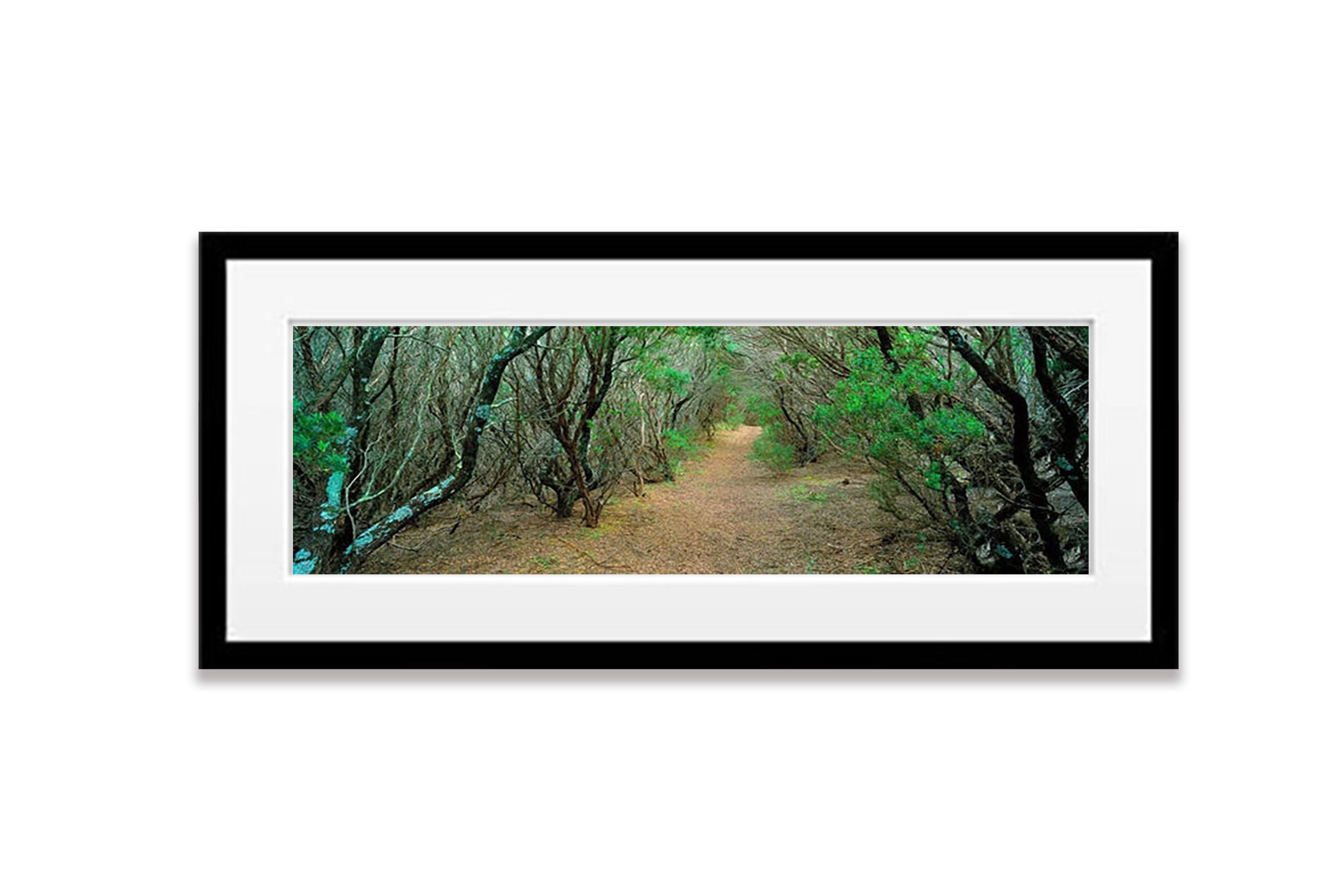 Coastal Path, Cape Schanck, Mornington Peninsula, VIC