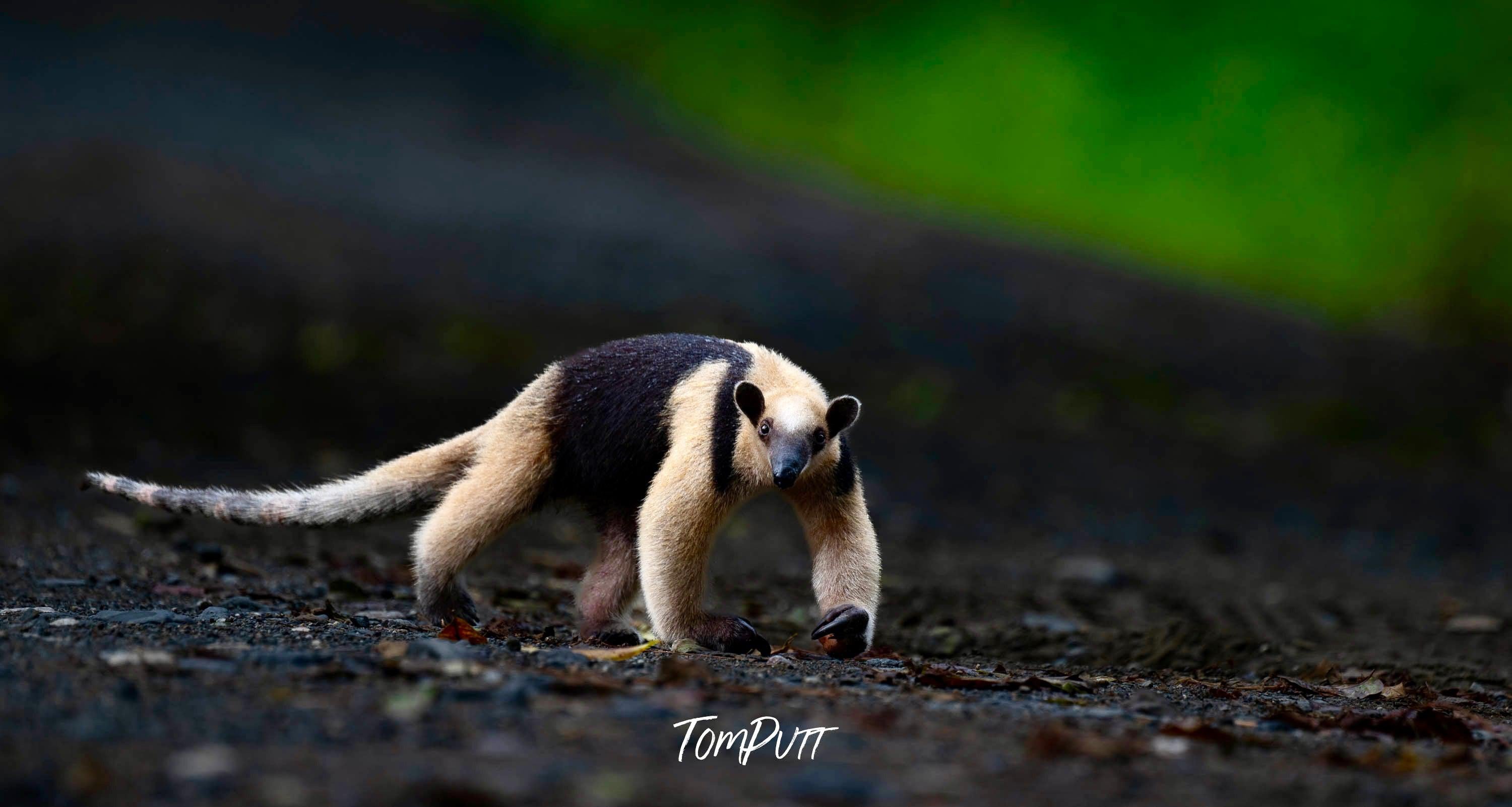 Collared Anteater, Costa Rica