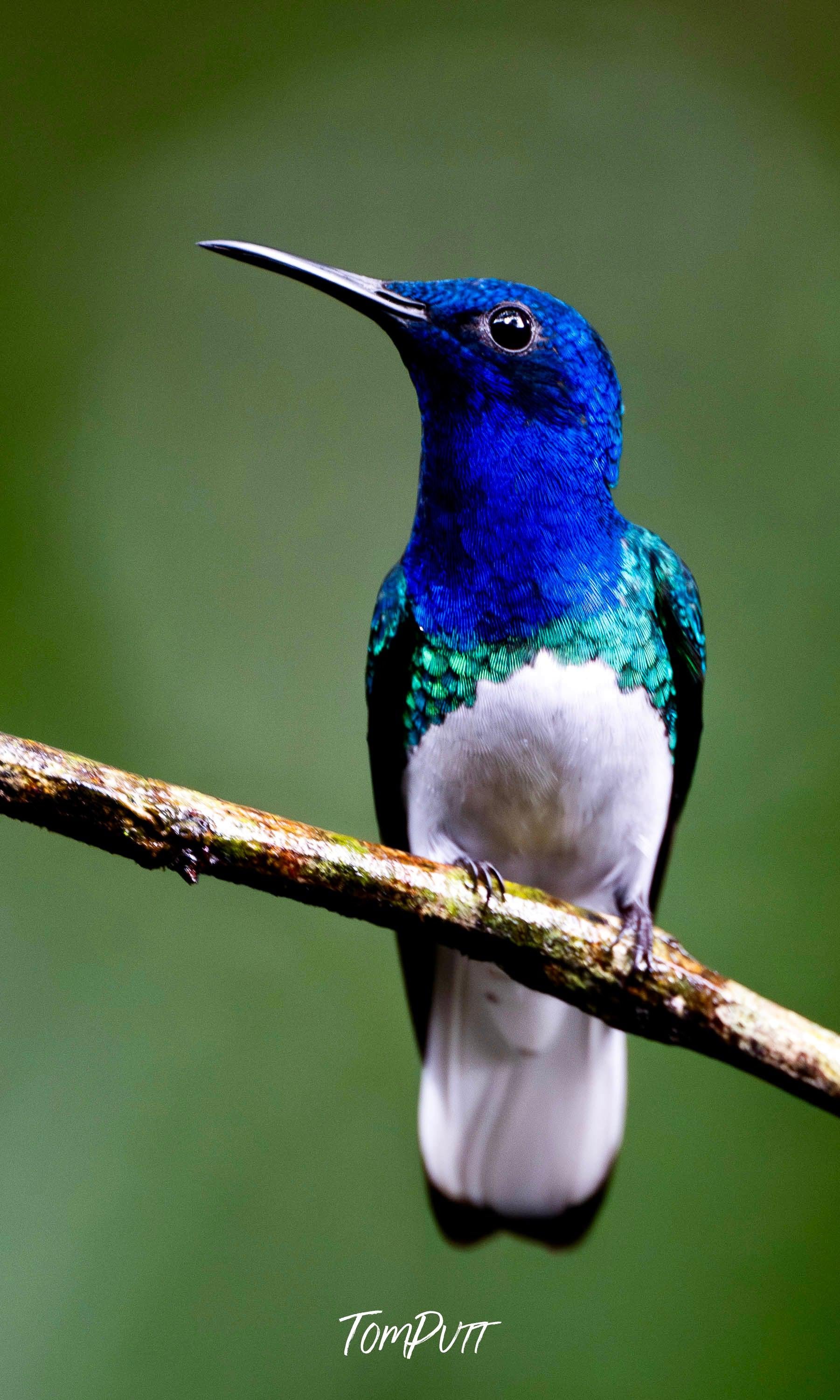 White-necked Jacobin, Costa Rica