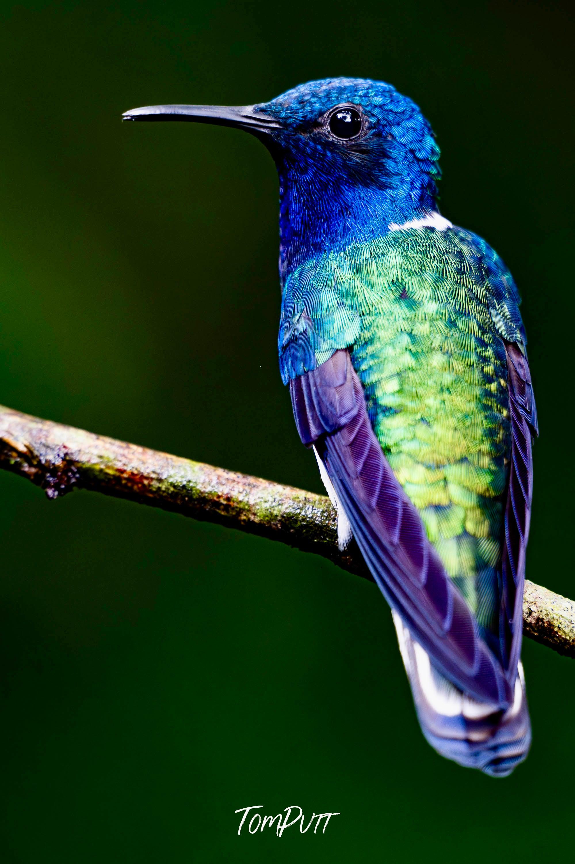 White-necked Jacobin #2, Costa Rica