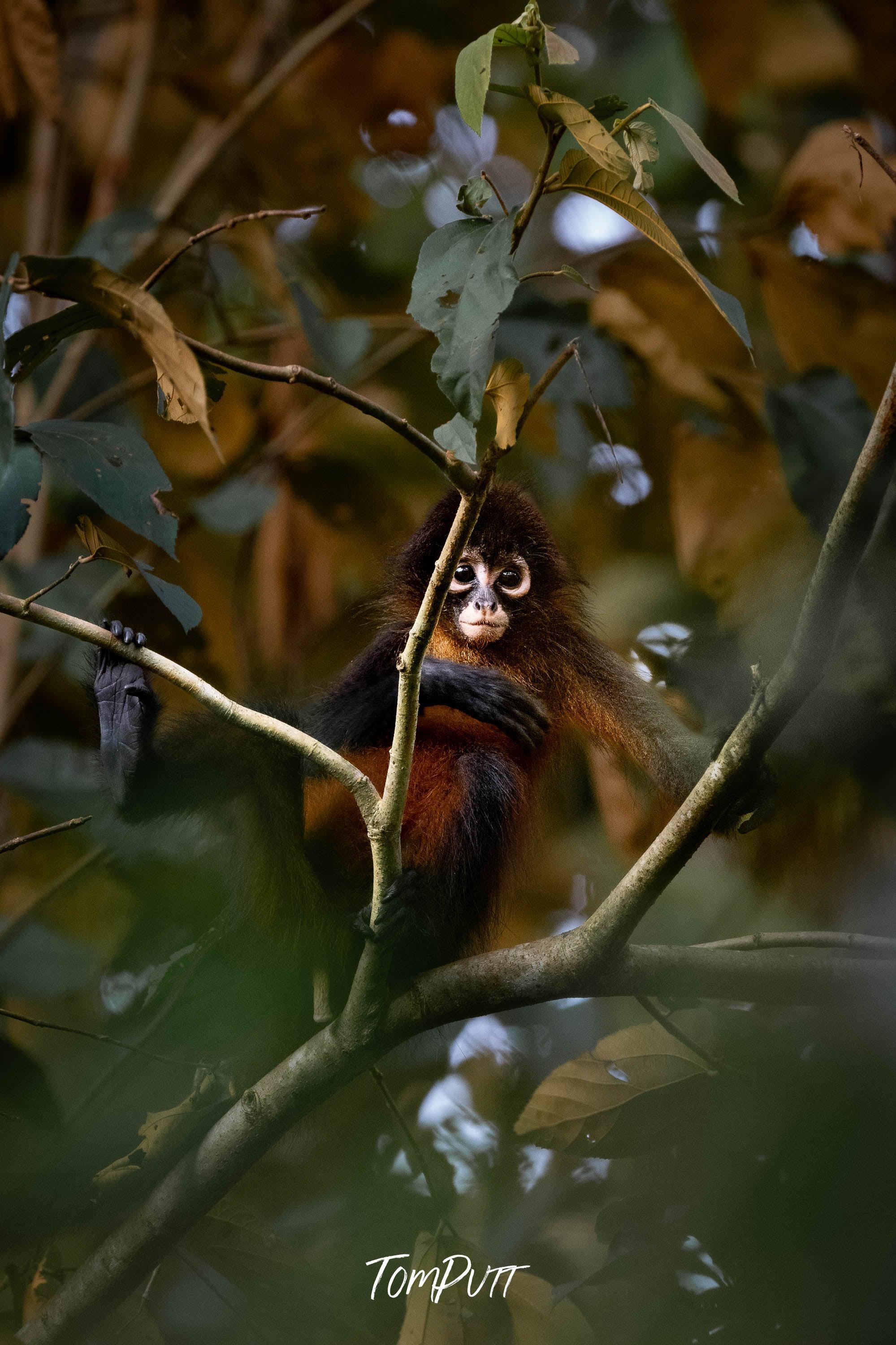 Spider Monkey baby #2, Costa Rica