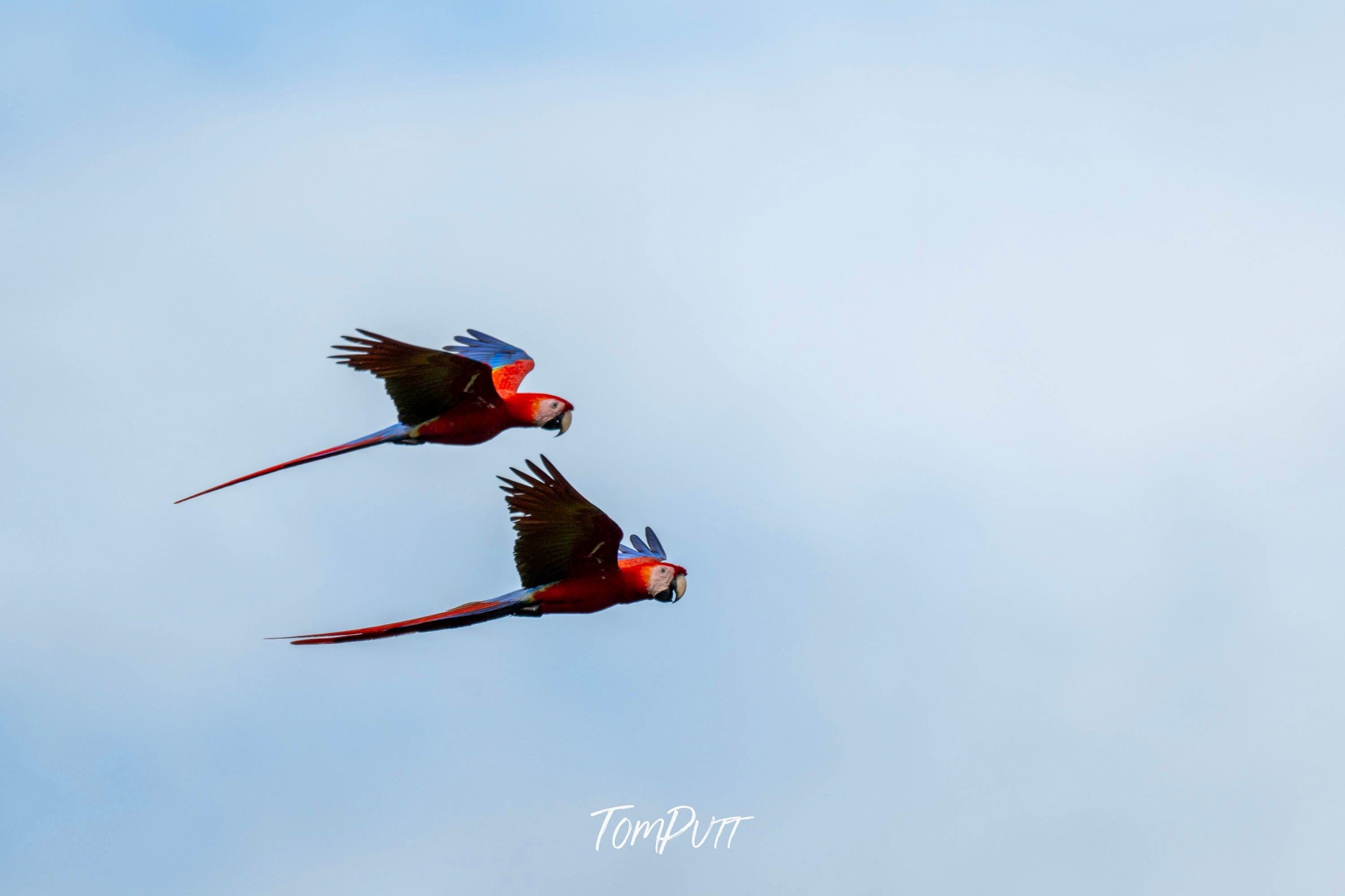 Scarlet Macaws in flight #2, Costa Rica
