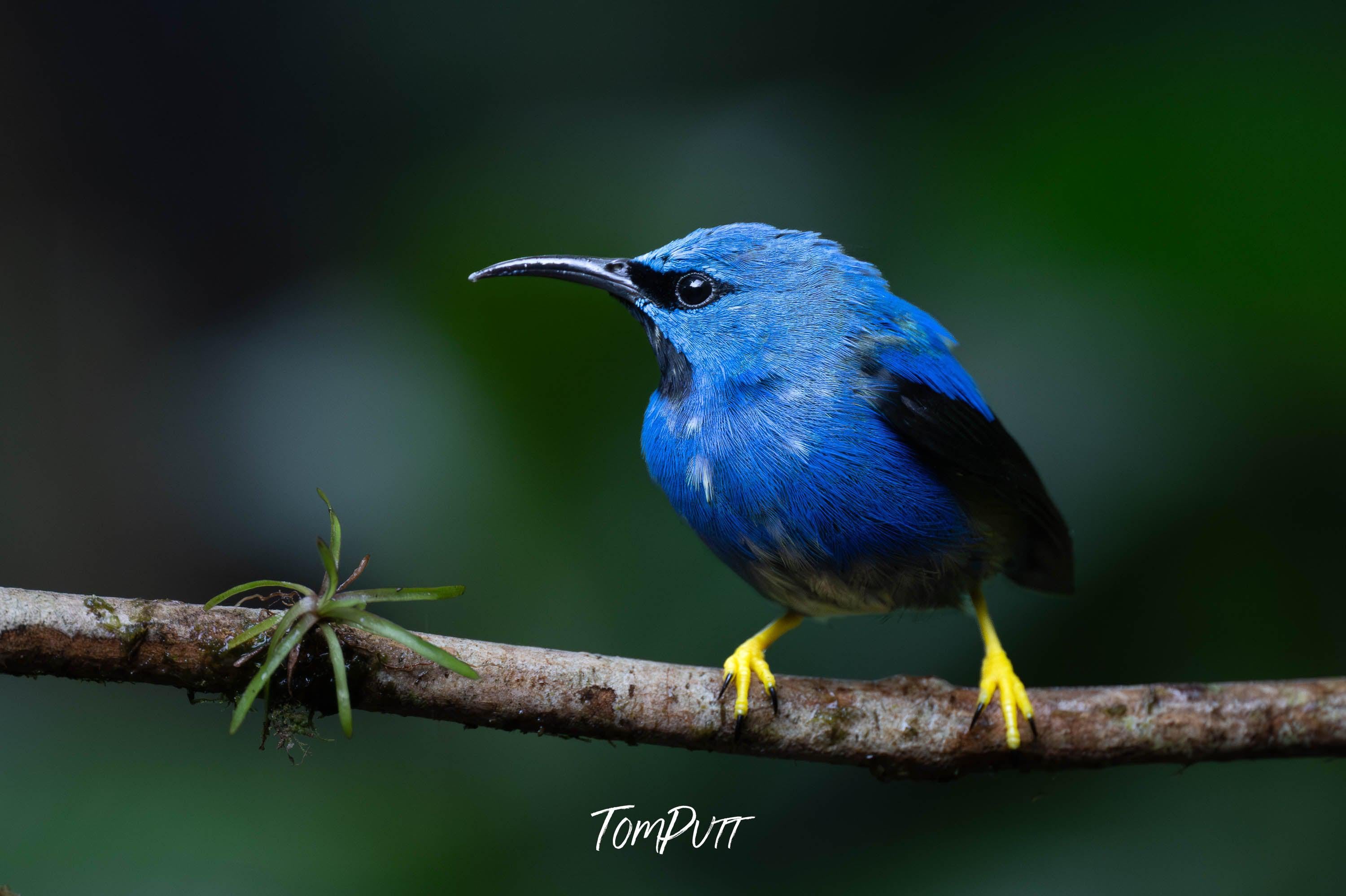Yellow-legged Honeycreeper, Costa Rica