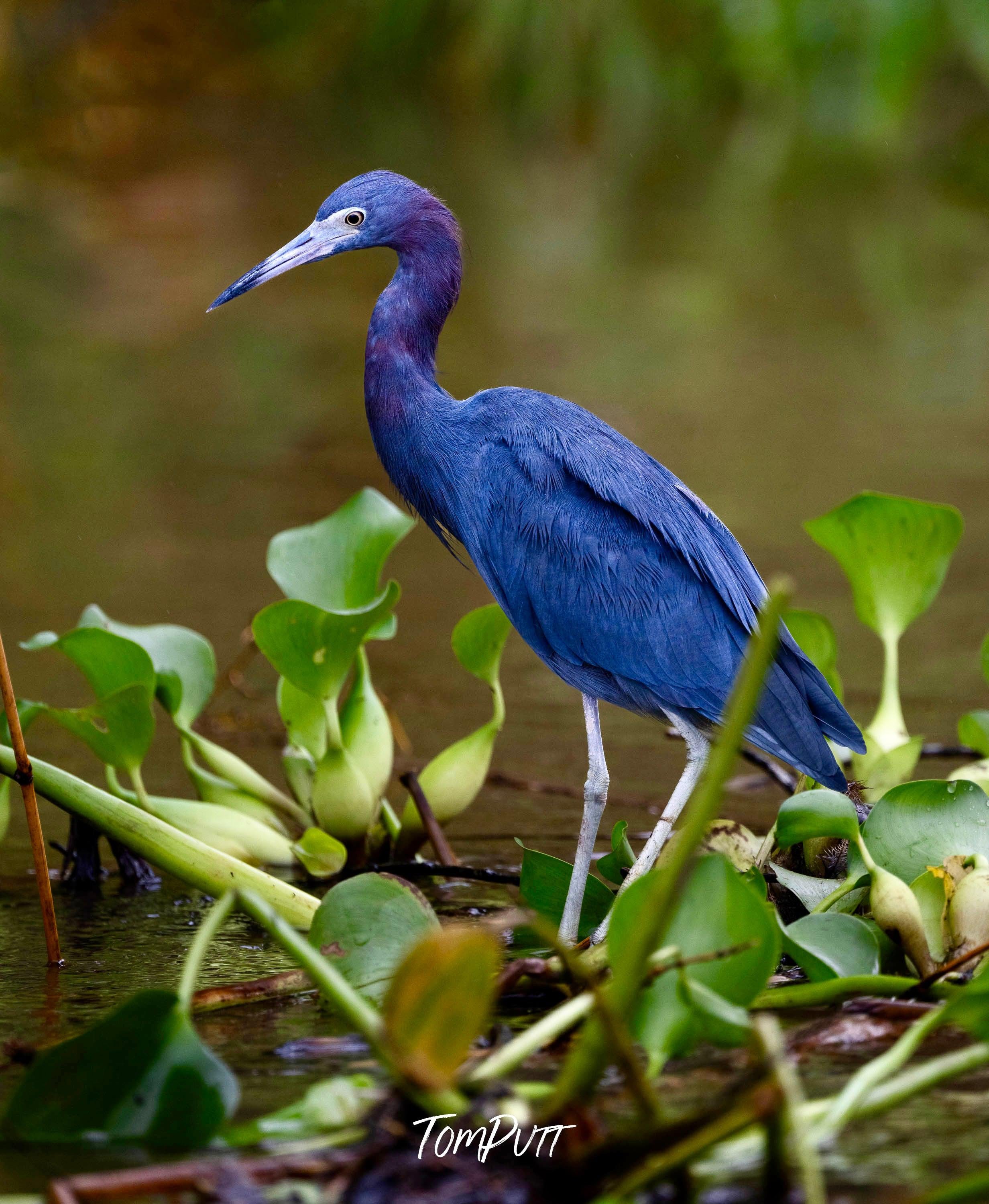 Little Blue Heron, Costa Rica