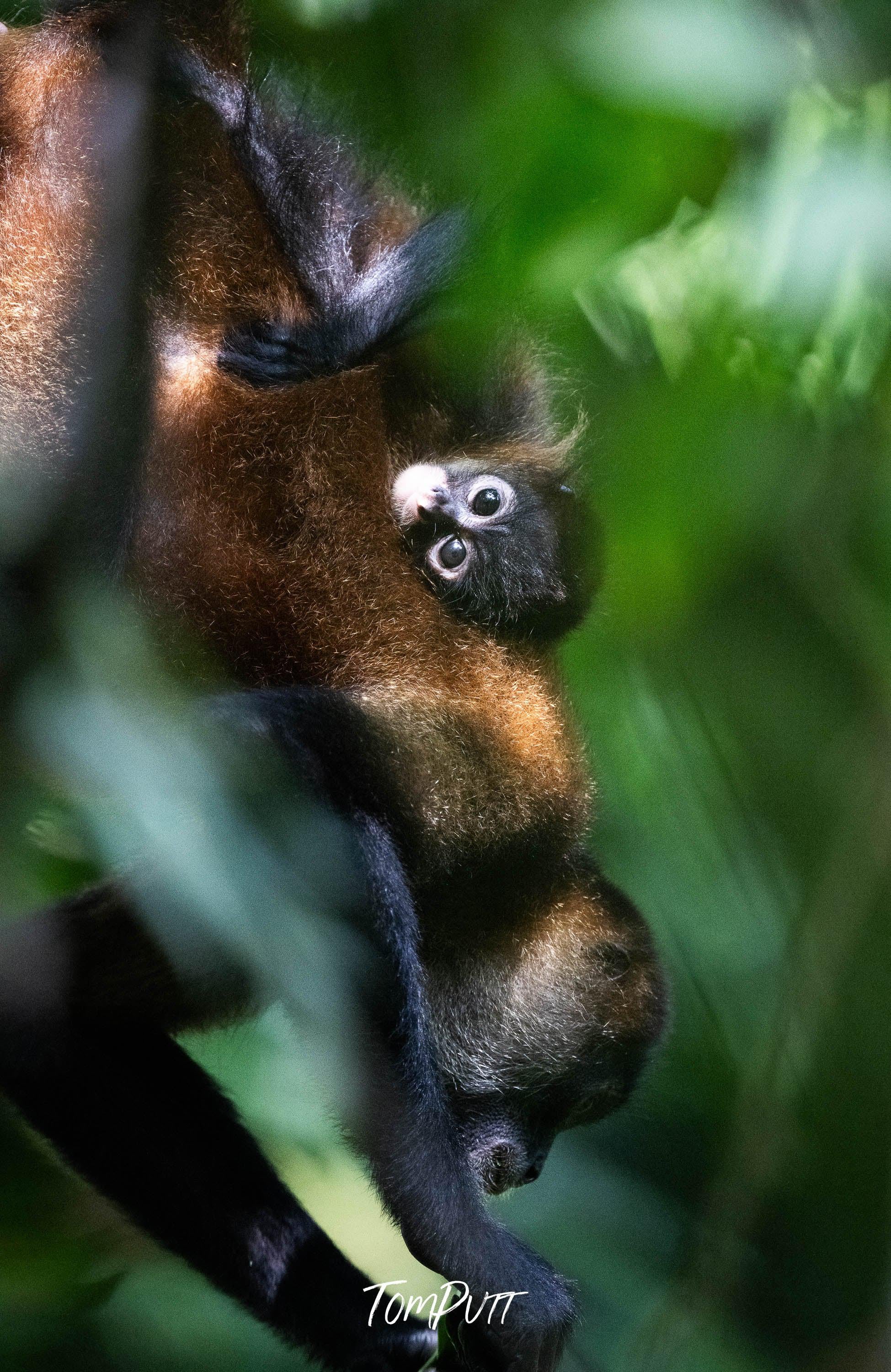 Spider Monkey baby, Costa Rica