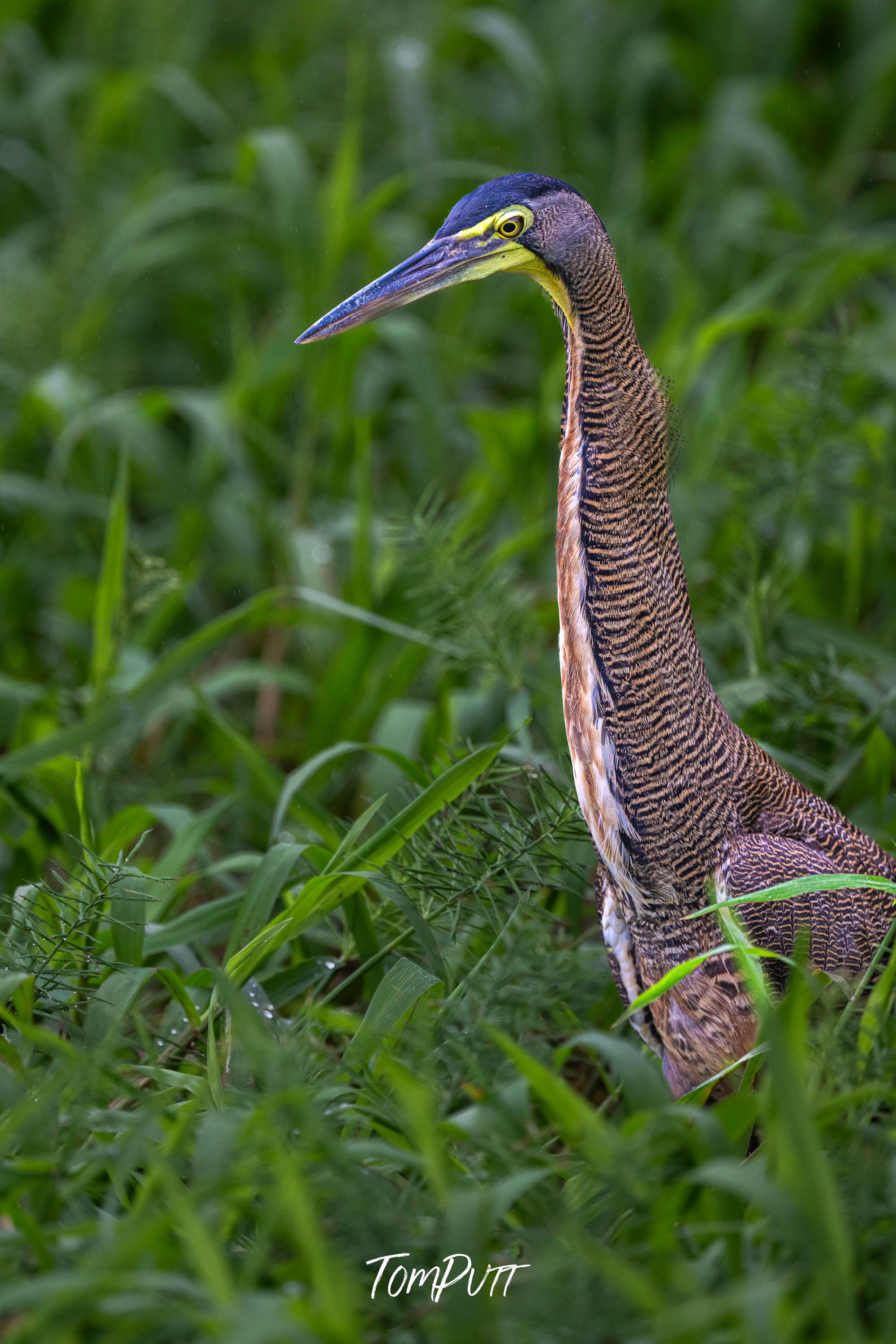 Bare-throated Tiger Heron #2, Costa Rica