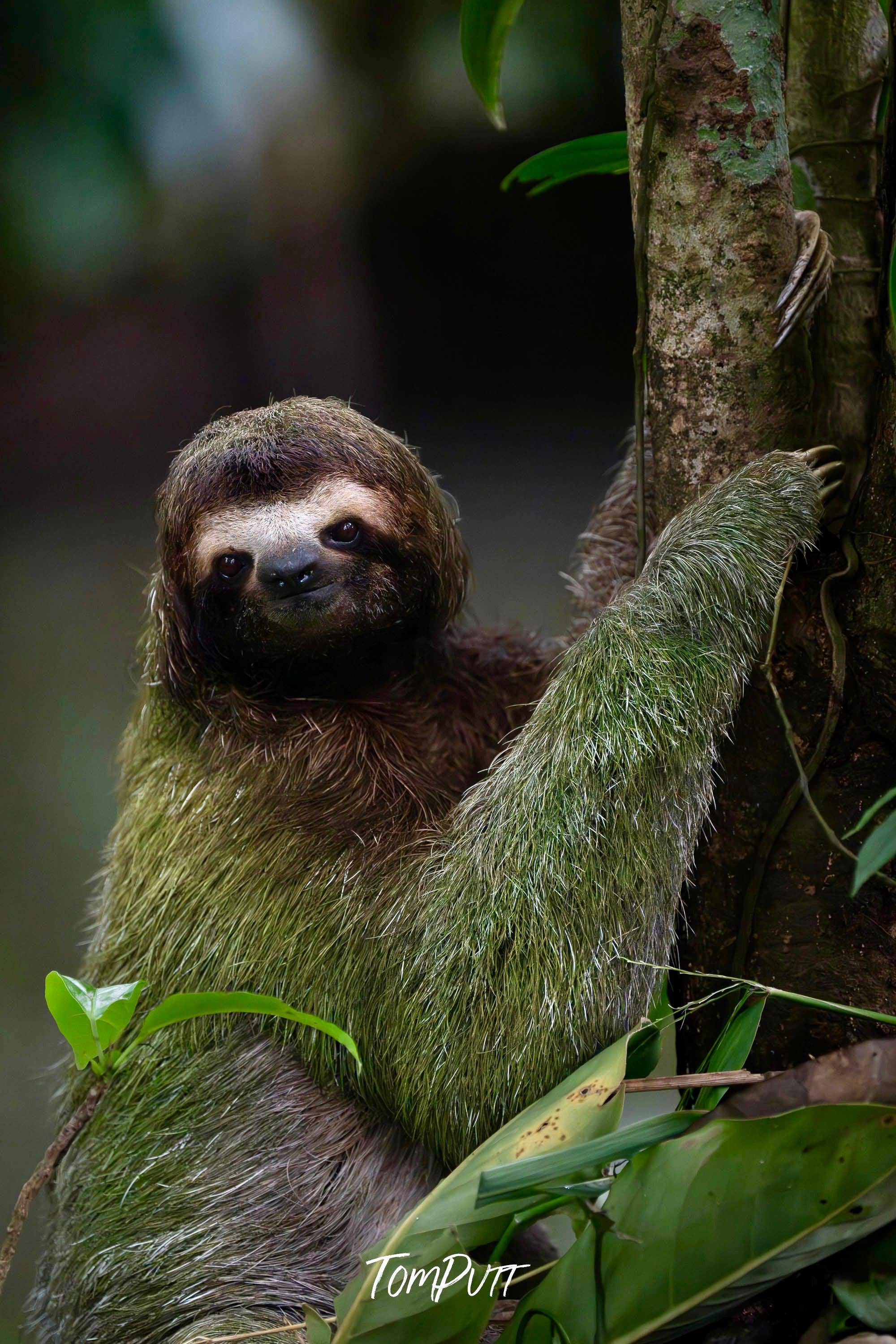 Three-toed Sloth #11, Costa Rica