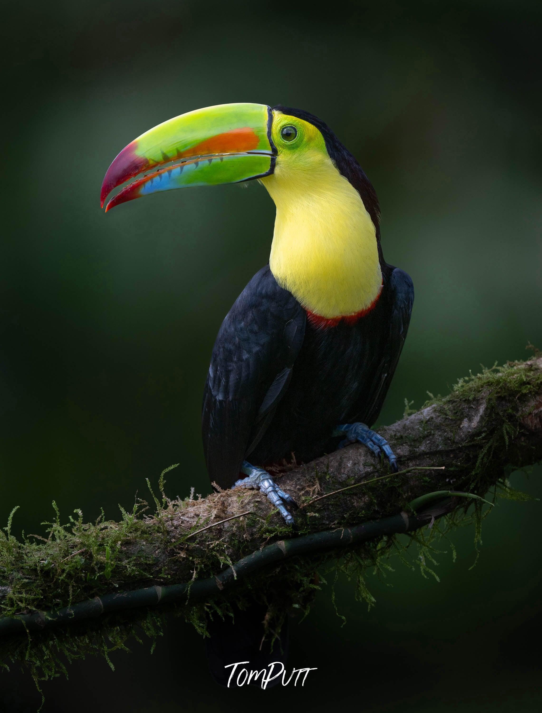 Keel-billed Toucan #2, Costa Rica