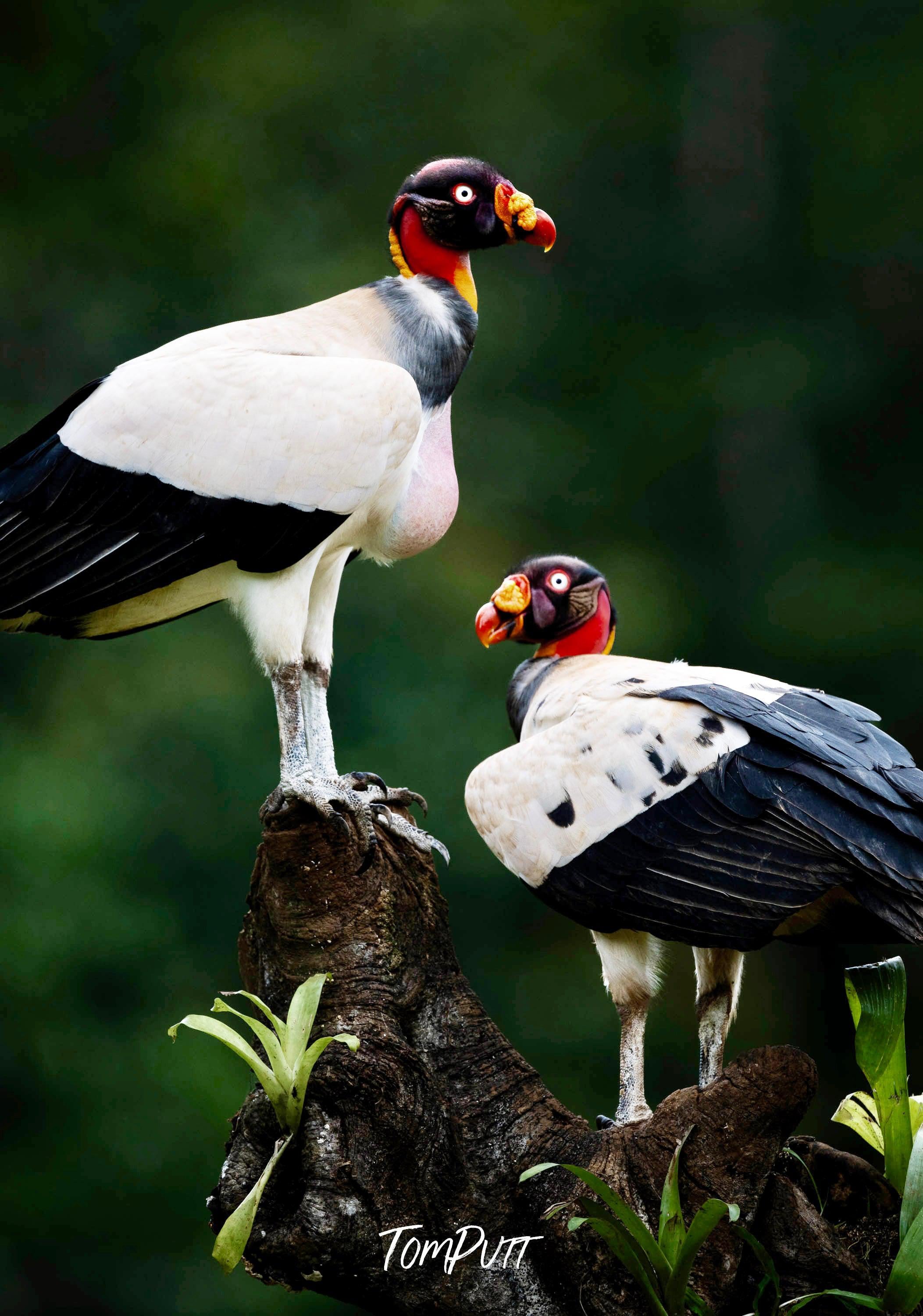 King Vulture #2, Costa Rica