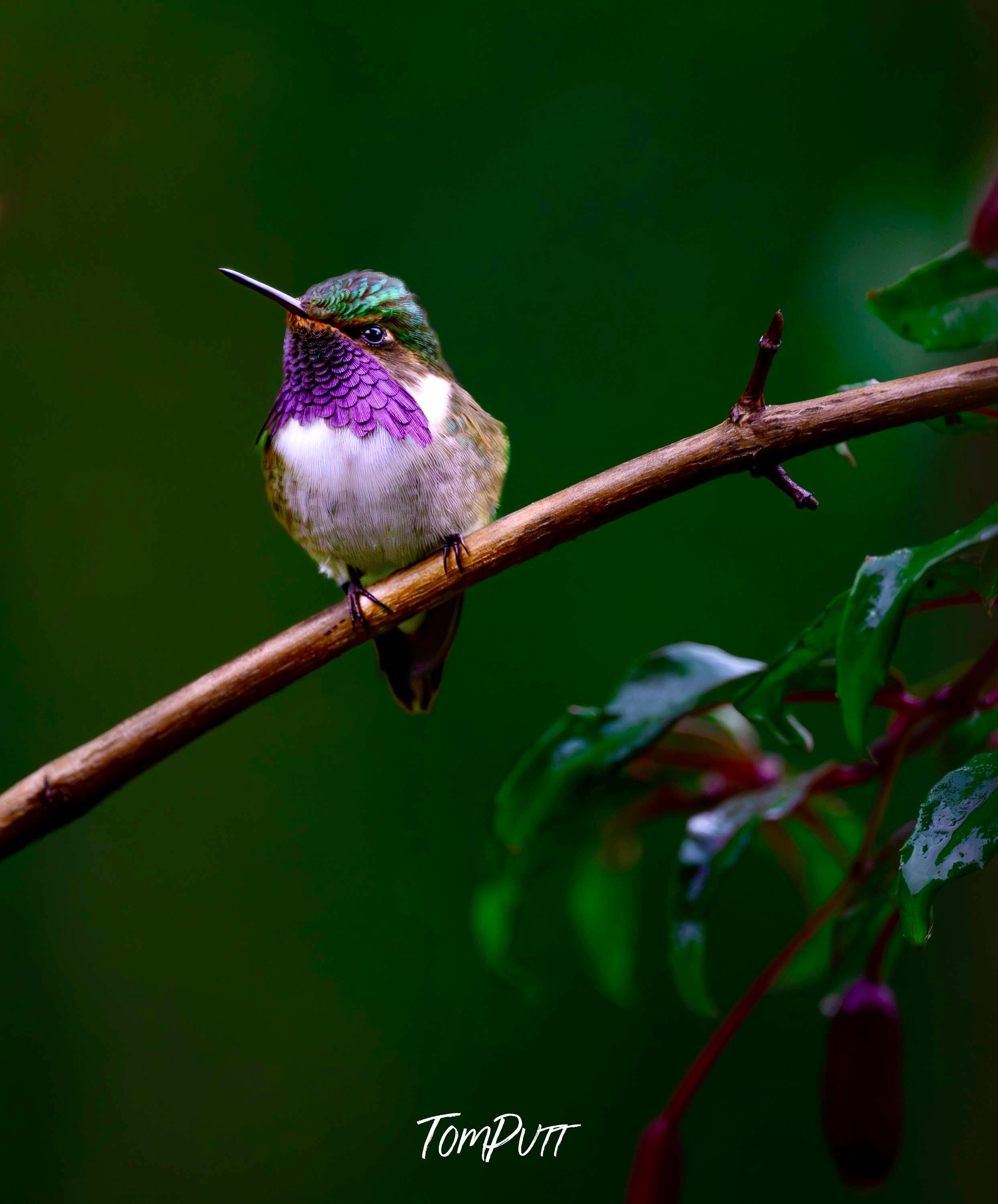 Purple-throated Mountain-gem (male), Costa Rica
