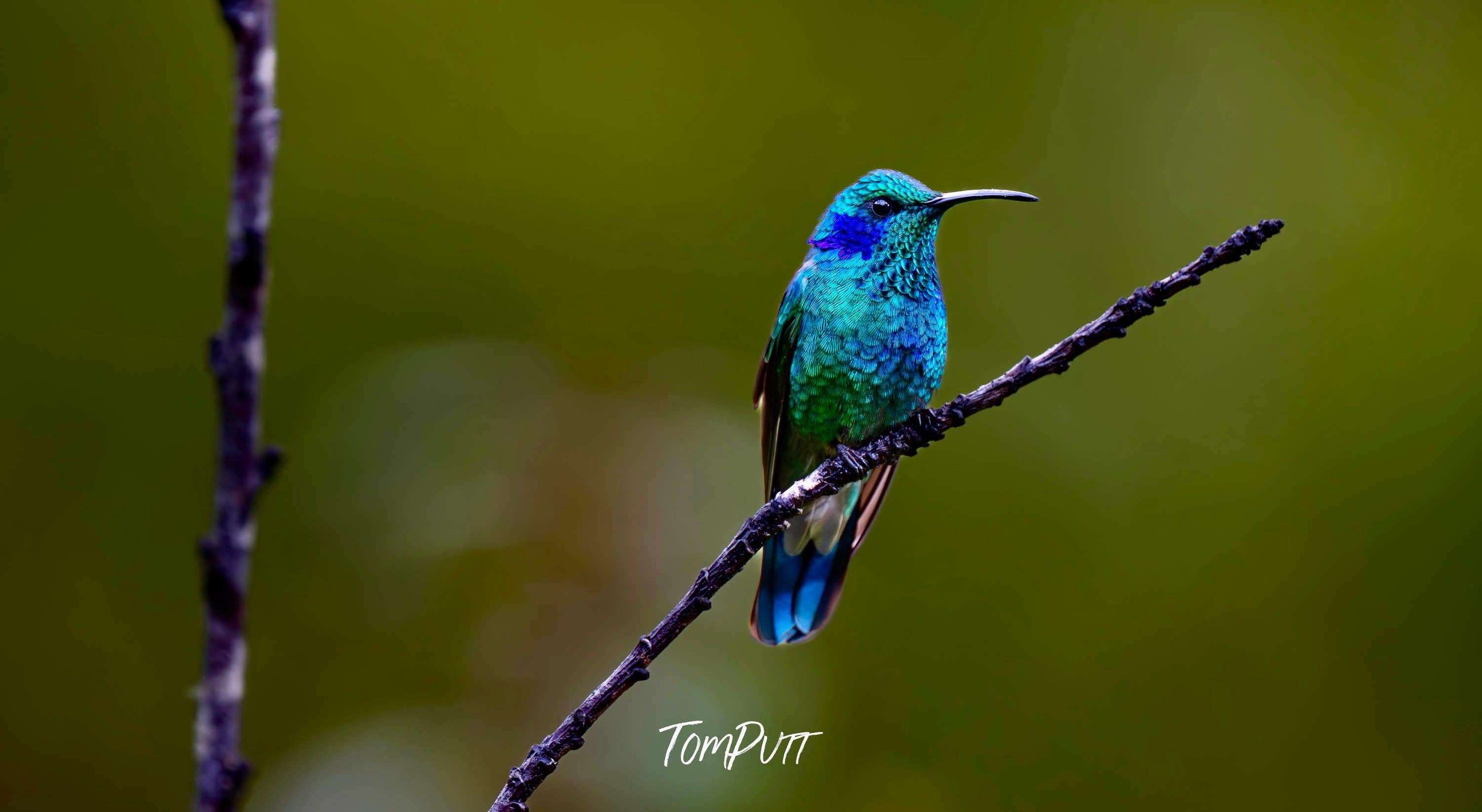 Green Violetear, Costa Rica