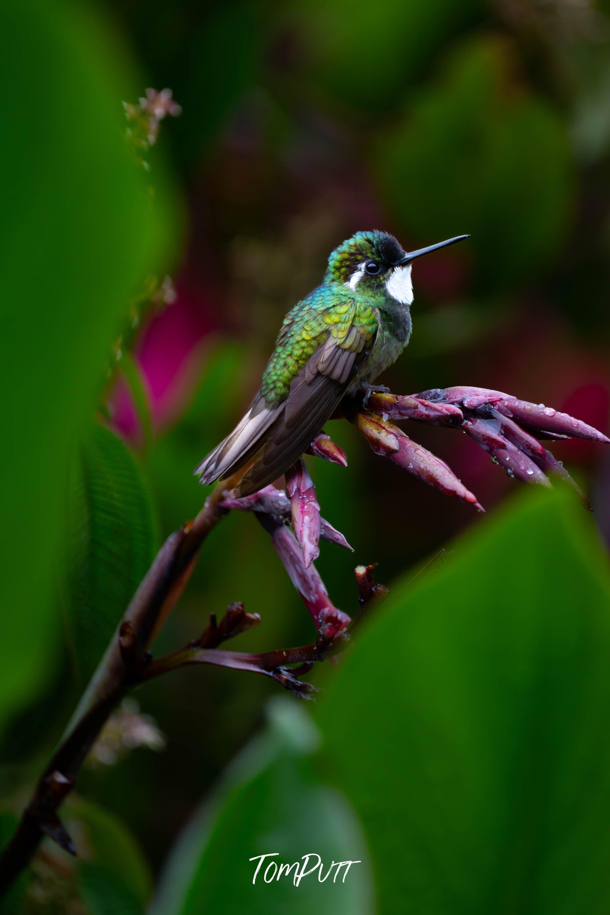 White-throated Mountain-gem #3, Costa Rica