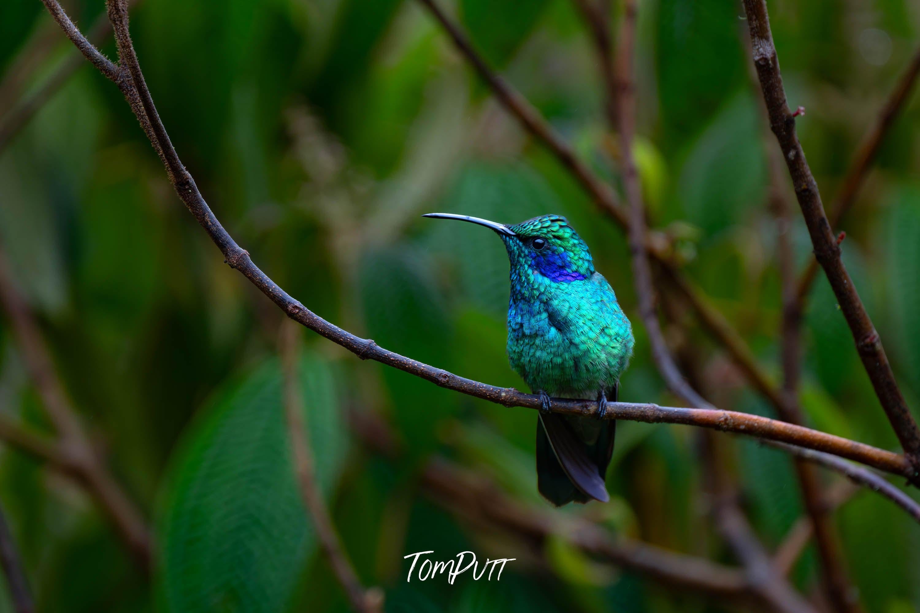 Green Violetear #2, Costa Rica