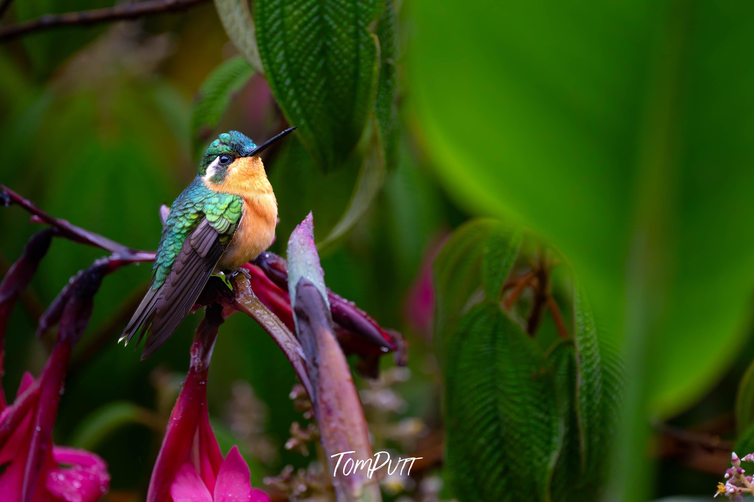 Purple-throated Mountain-gem (female) #2, Costa Rica
