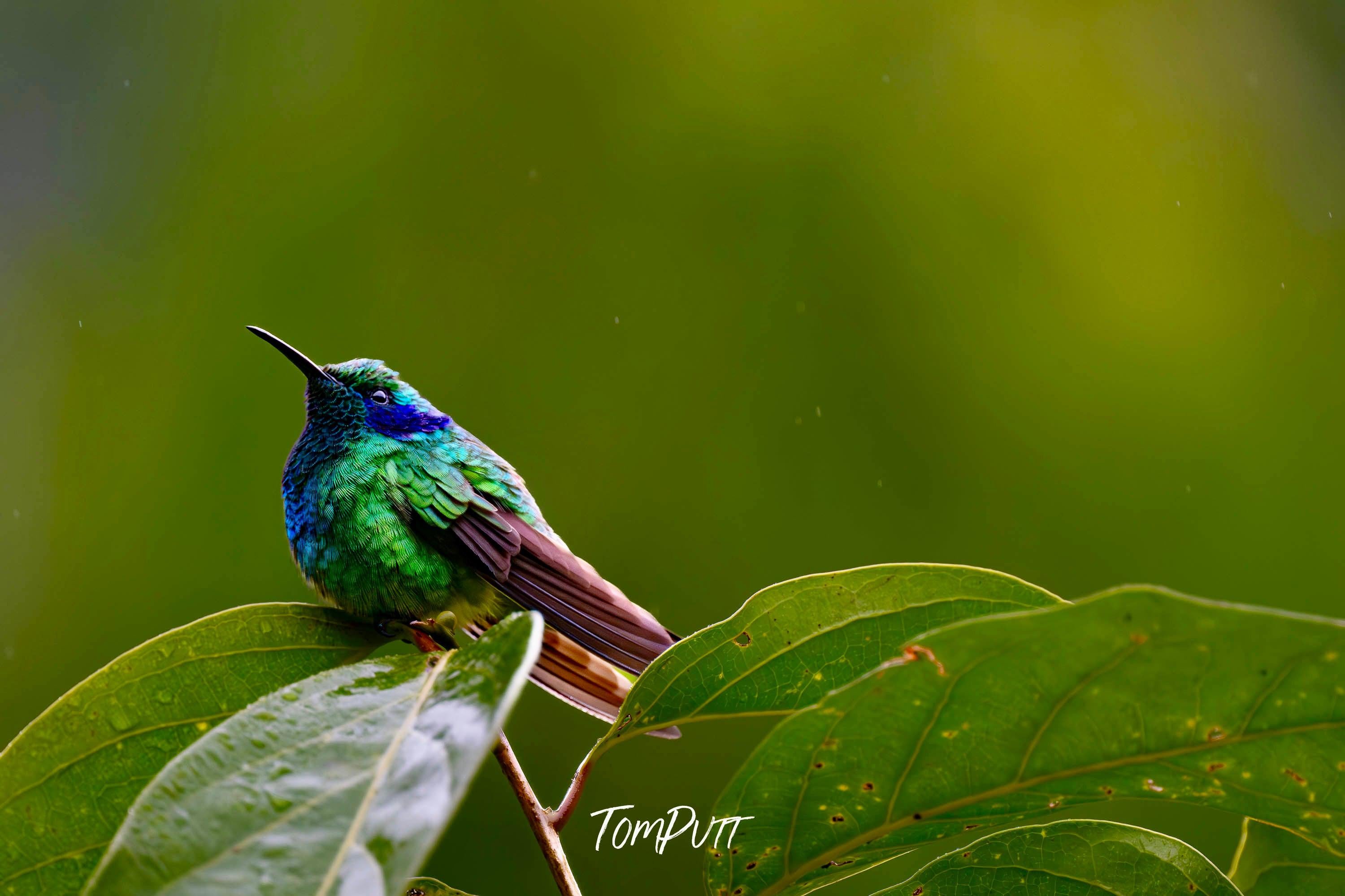 Green Violetear #6, Costa Rica