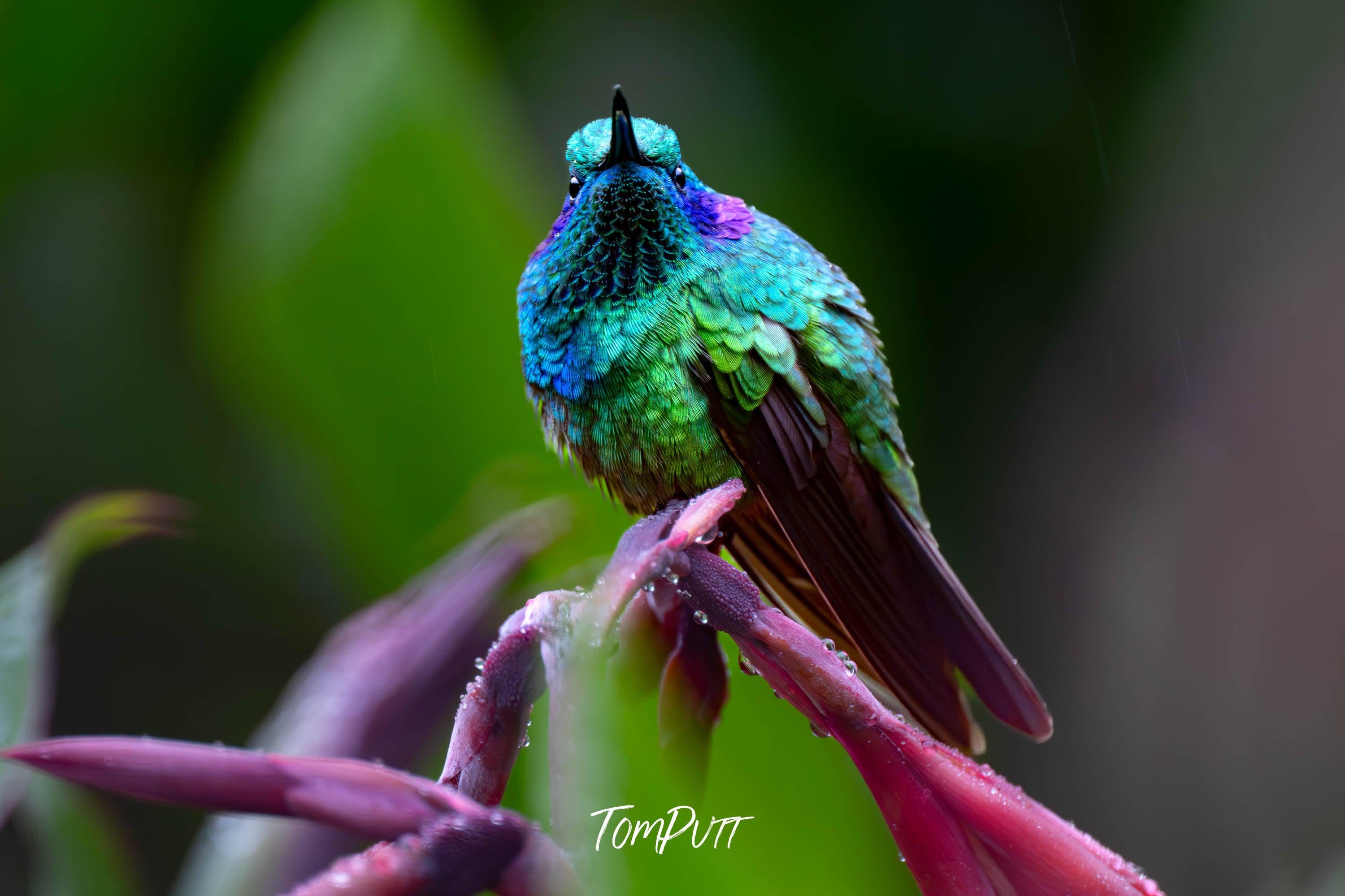 Green Violetear #7, Costa Rica