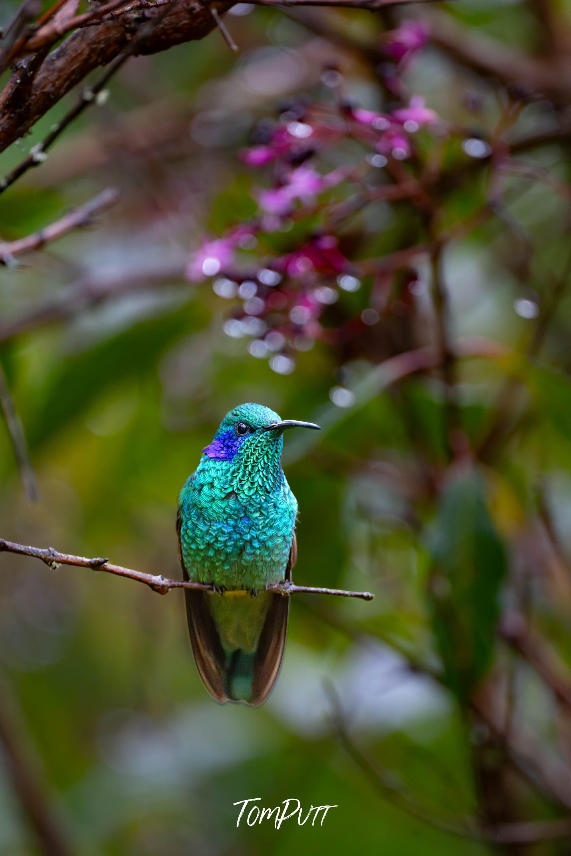 Green Violetear #8, Costa Rica