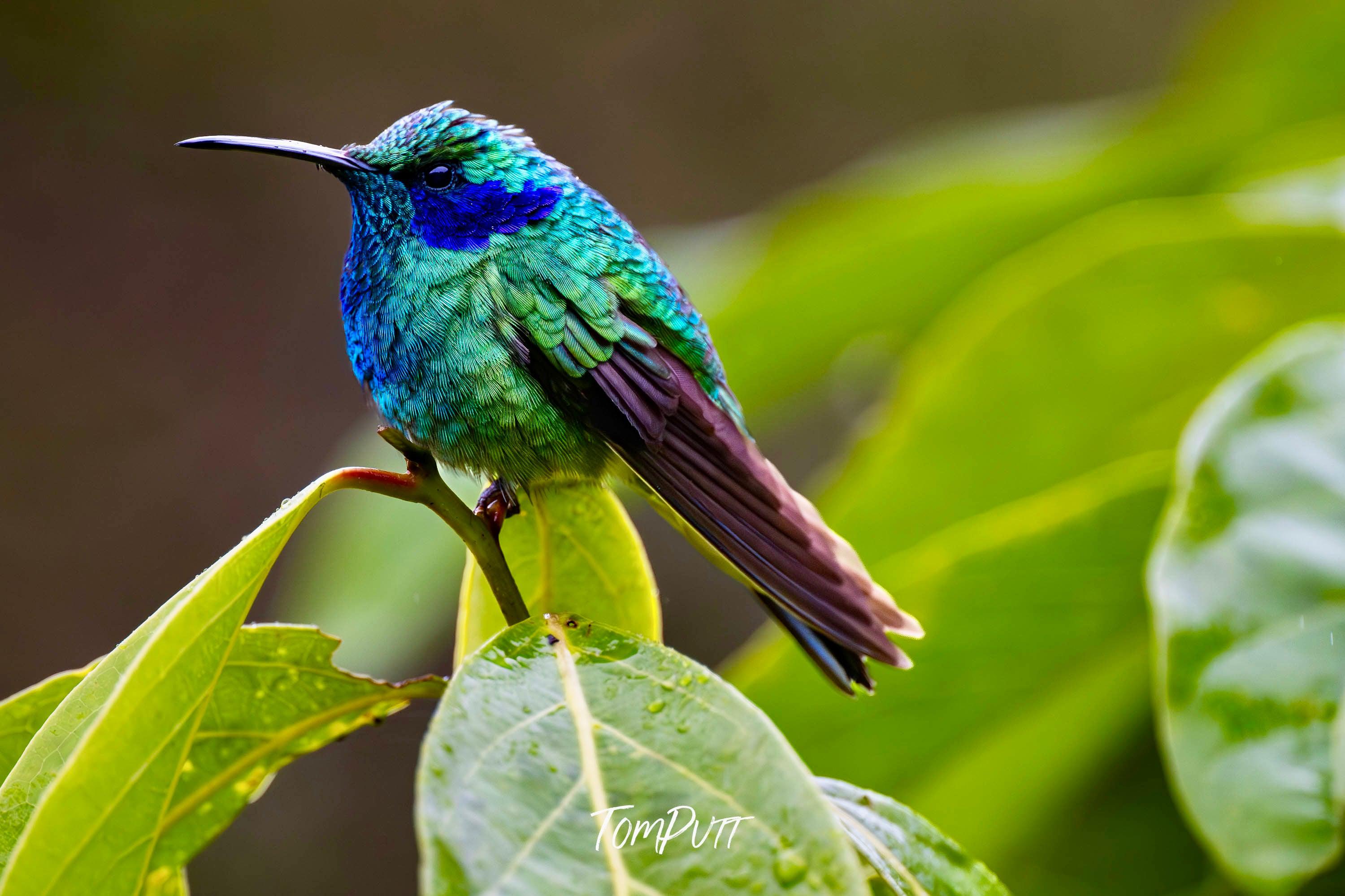 Green Violetear #9, Costa Rica