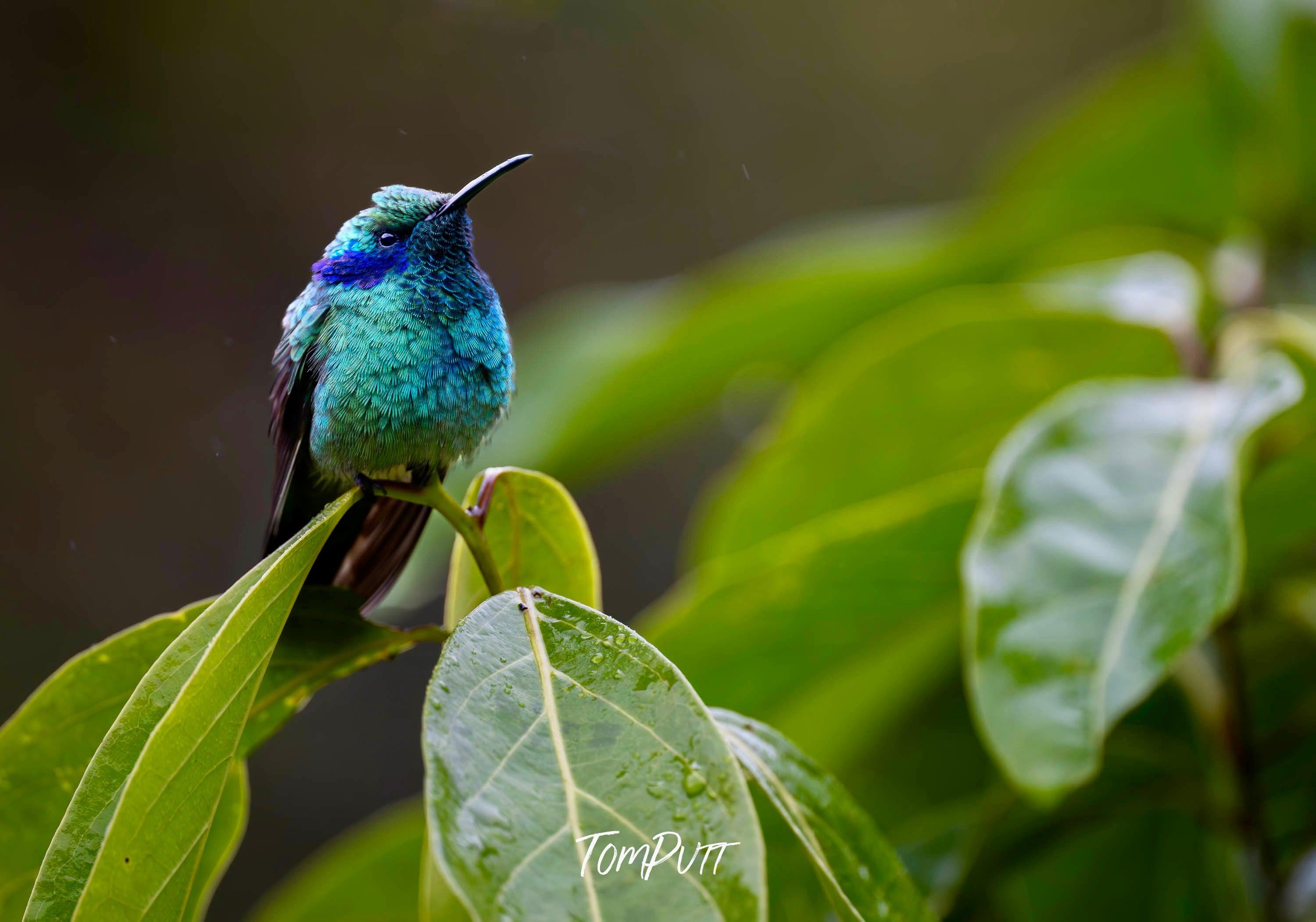 Green Violetear #10, Costa Rica