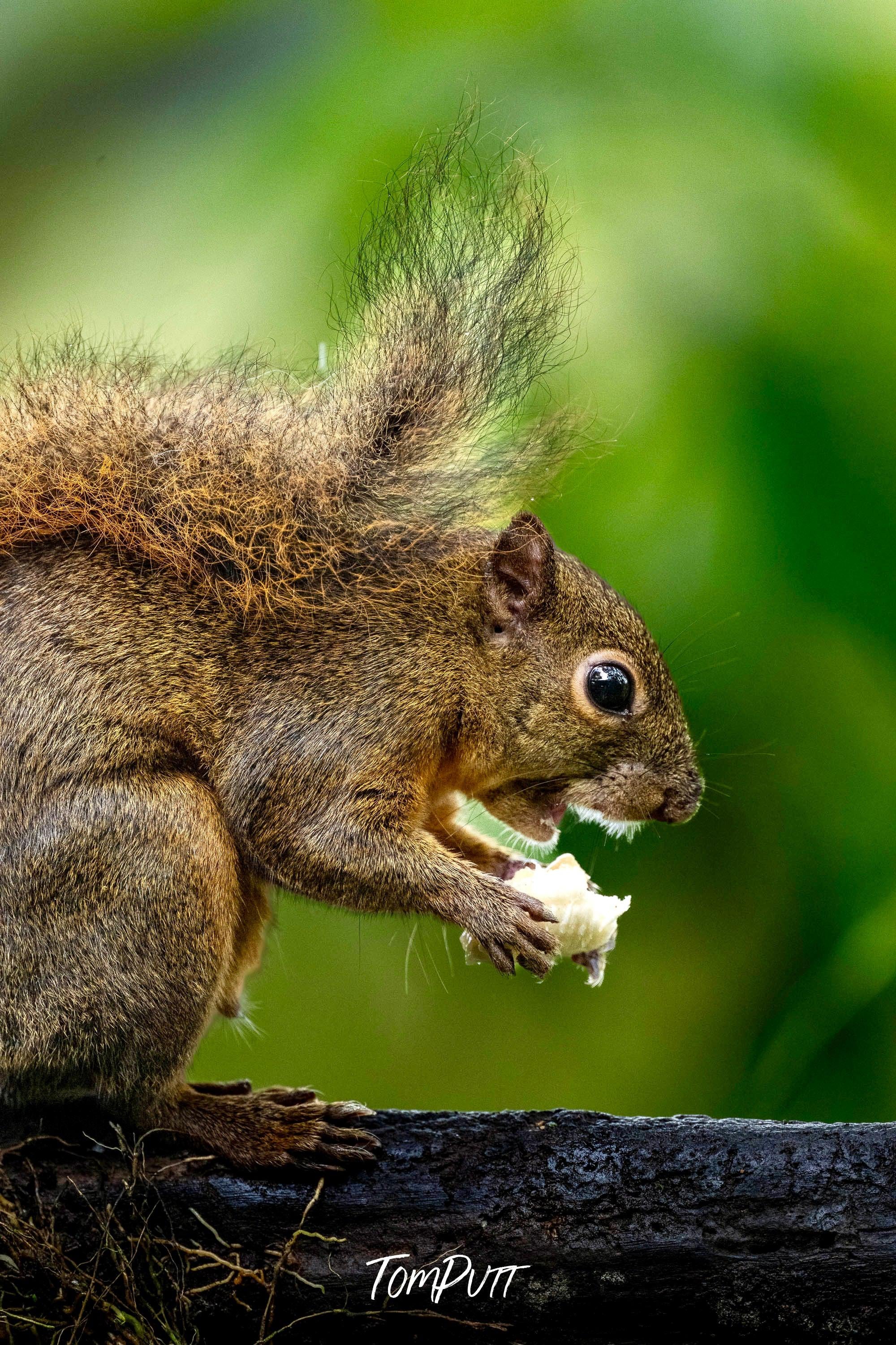 Squirrel, Costa Rica