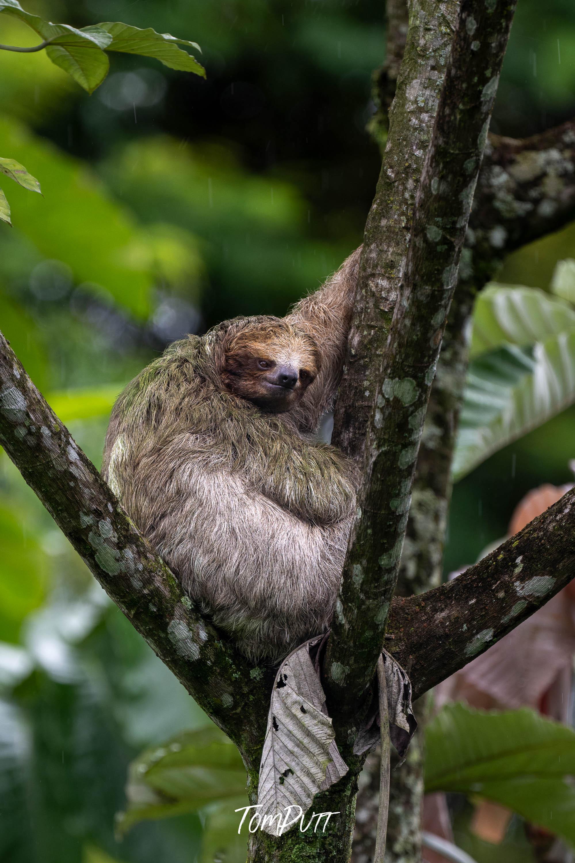 Three-toed Sloth #12, Costa Rica