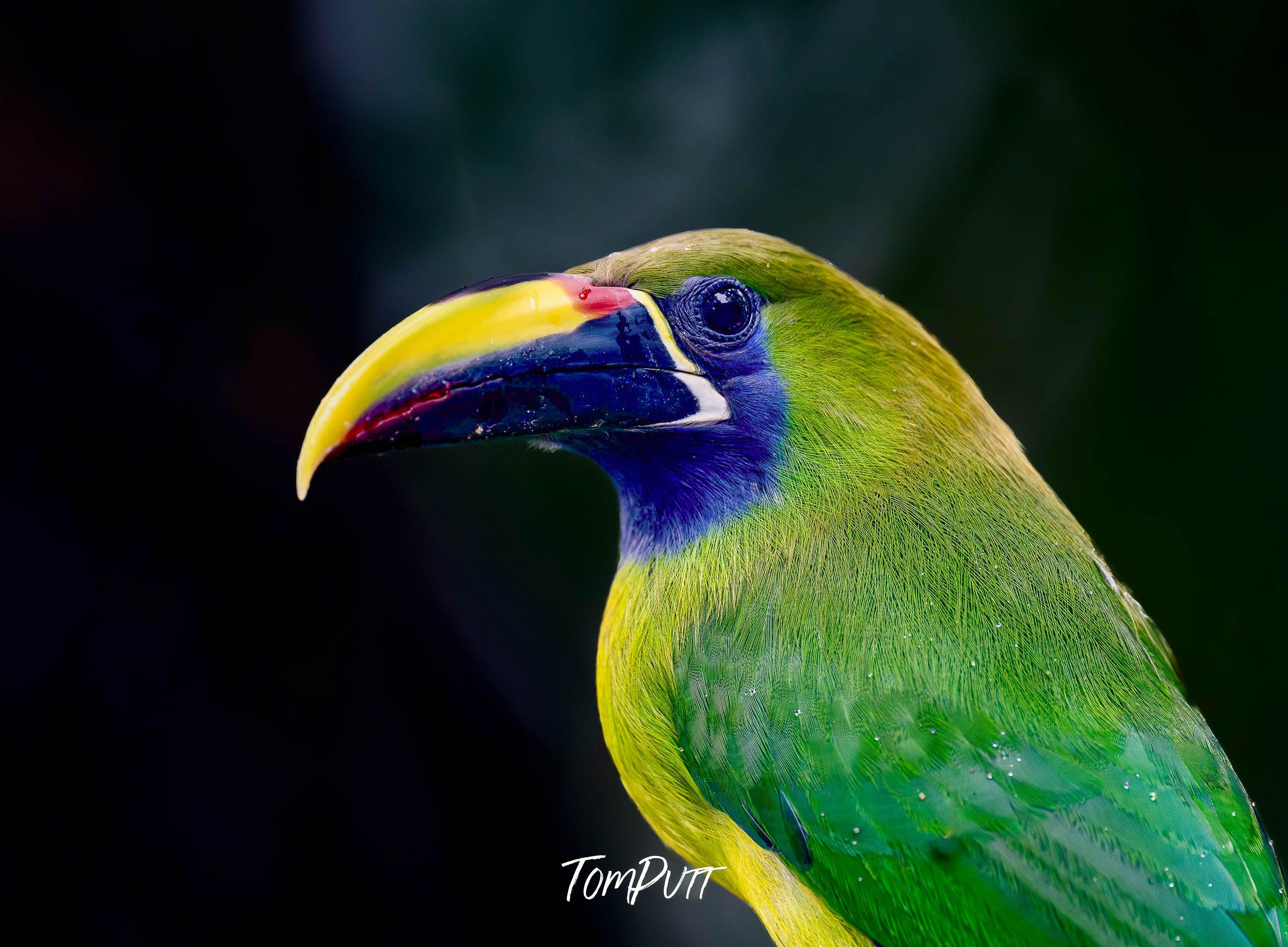 Emerald Toucanet, Costa Rica