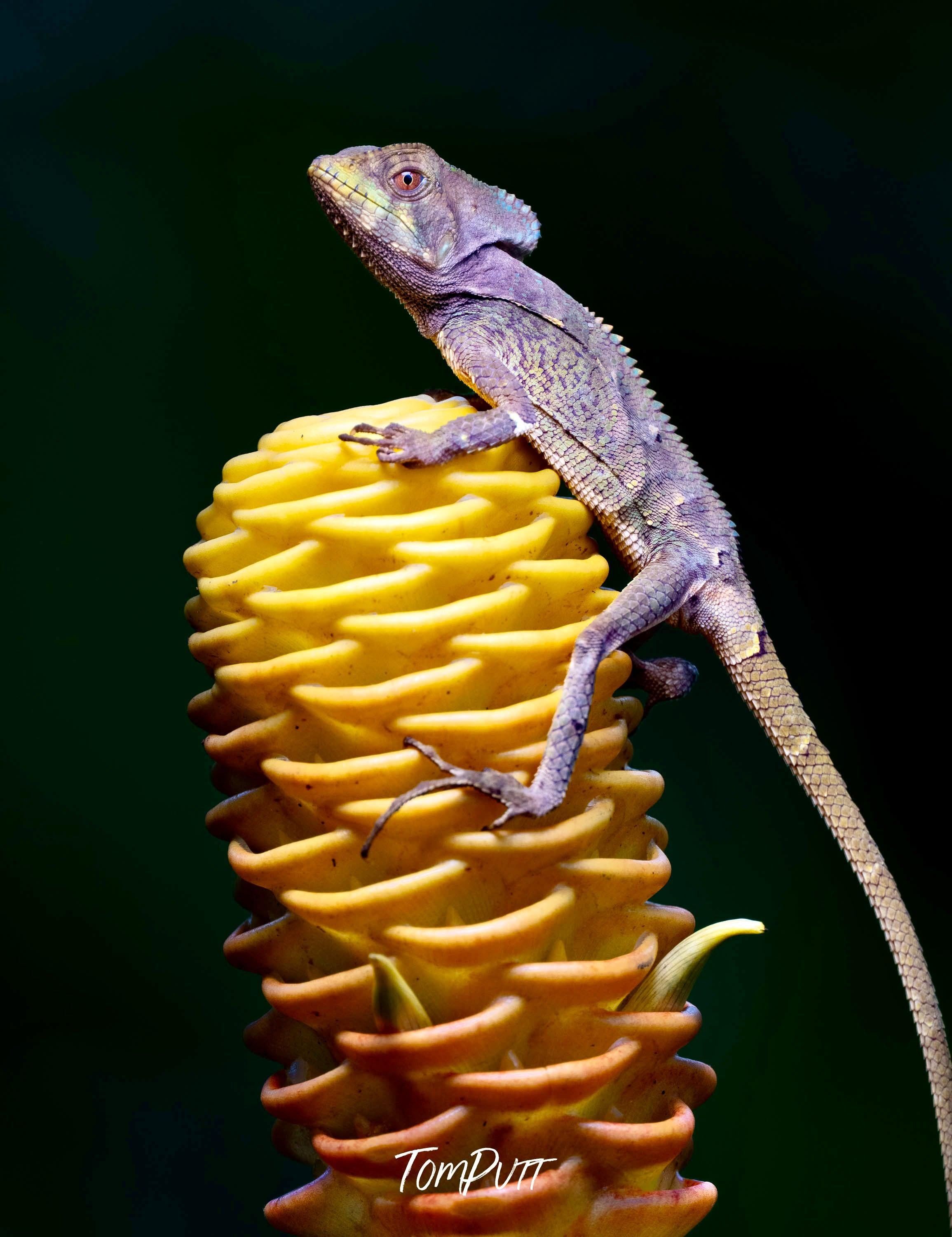Helmeted Lizard, Costa Rica