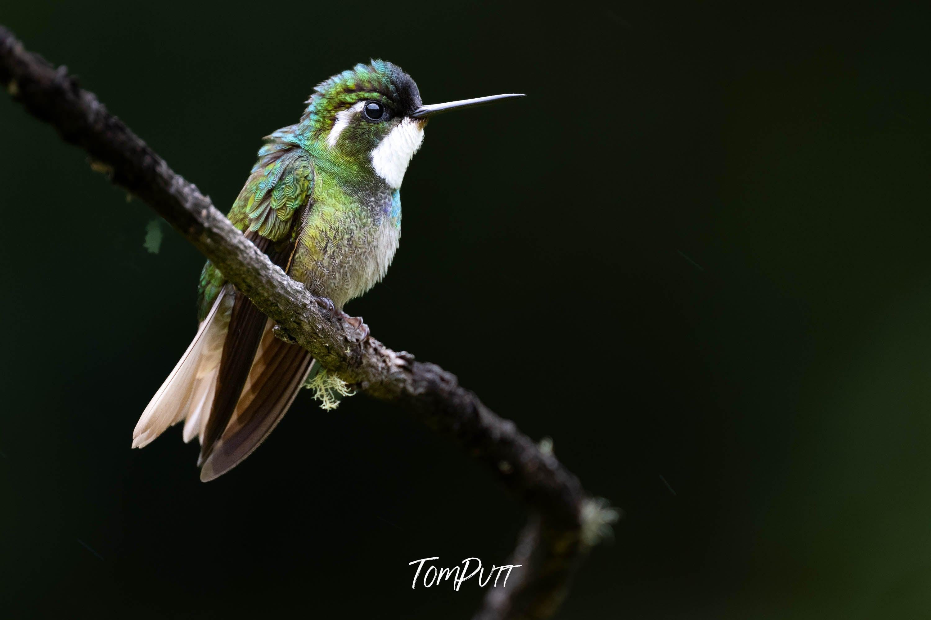 White-throated Mountain-gem, Costa Rica