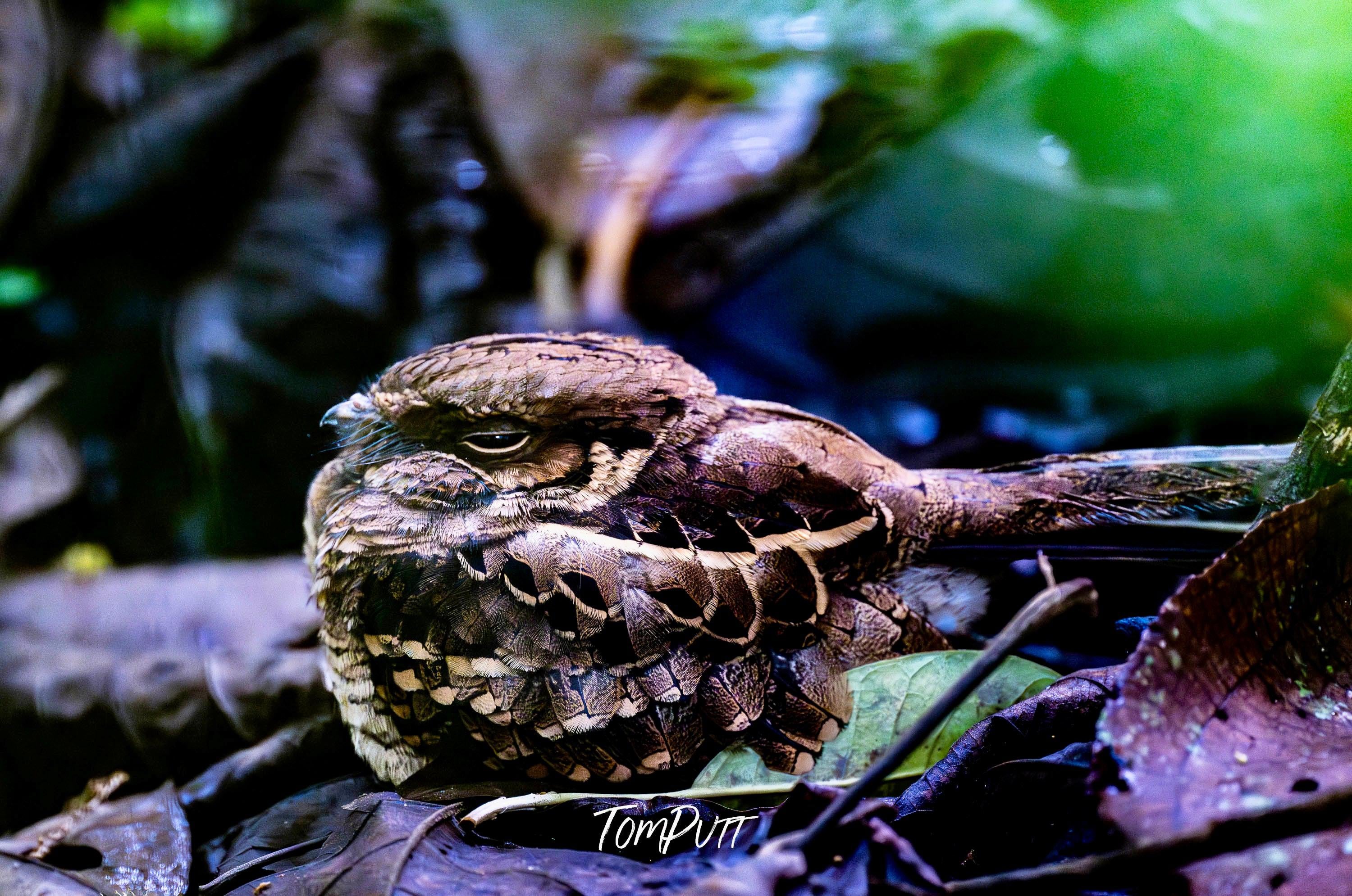 Common Pauraque, Costa Rica