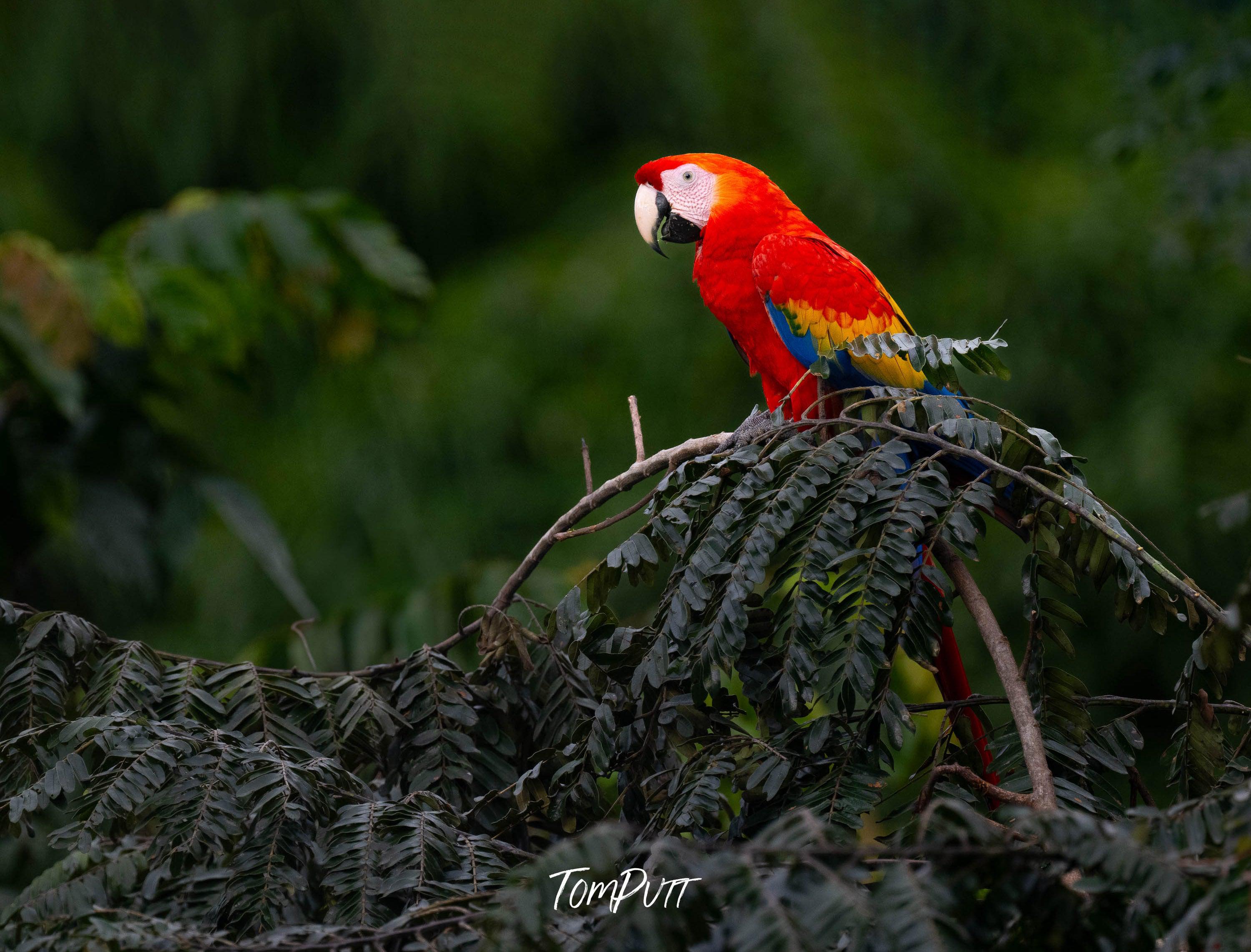 Scarlet Macaws #2, Costa Rica