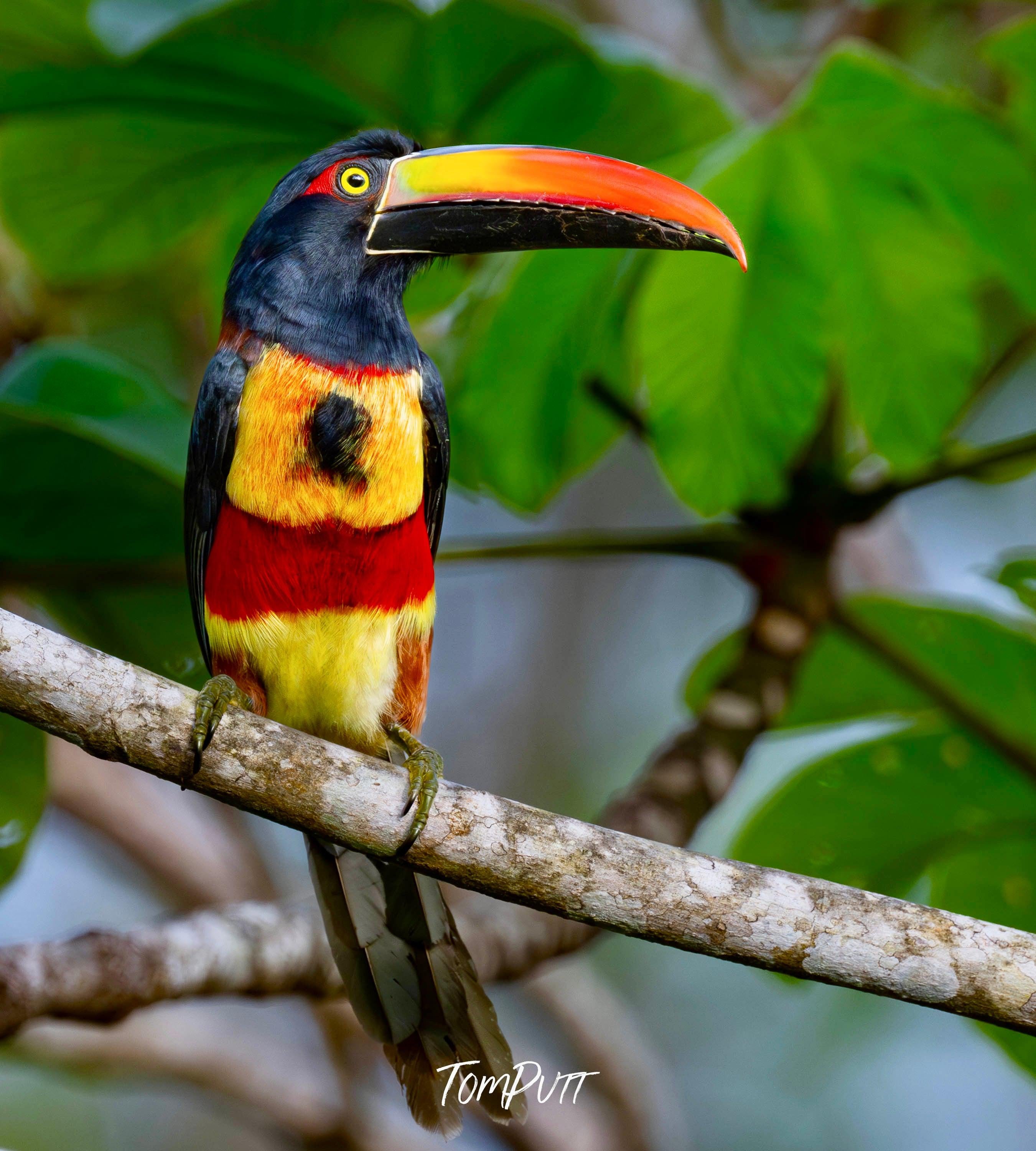 Fiery-billed Aracari, Costa Rica