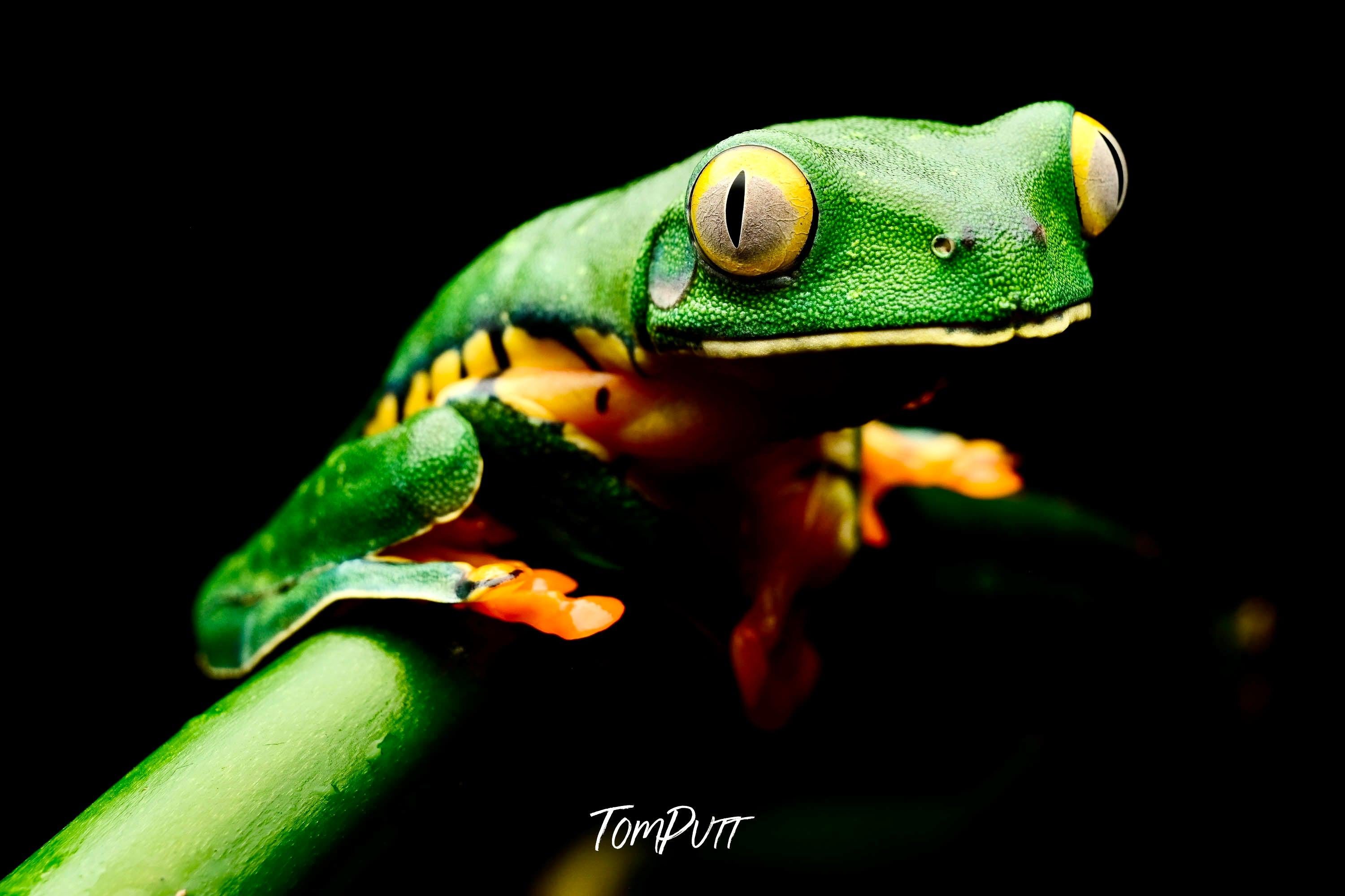 Tiger Frog, Costa Rica