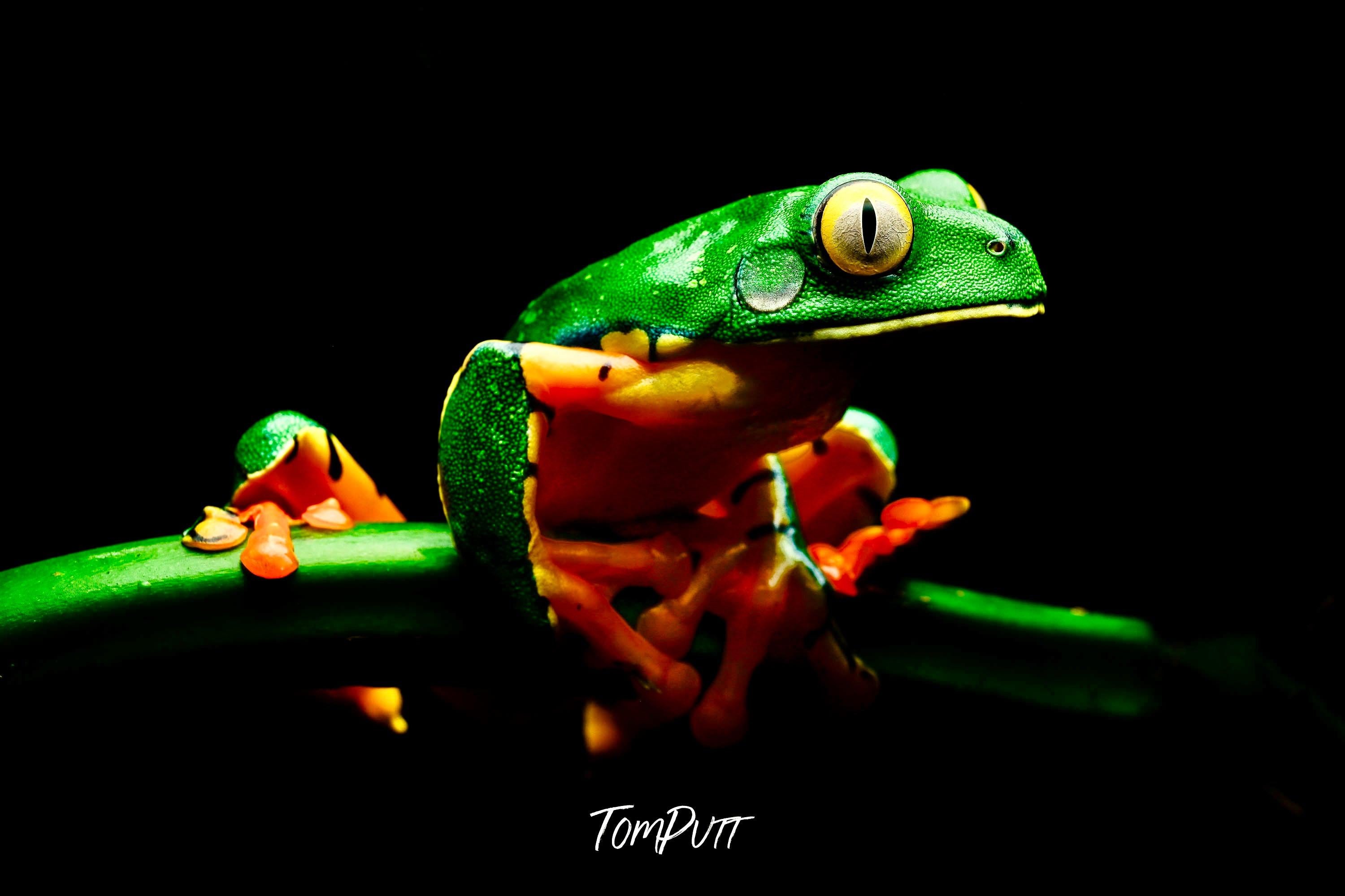 Tiger Frog #2, Costa Rica