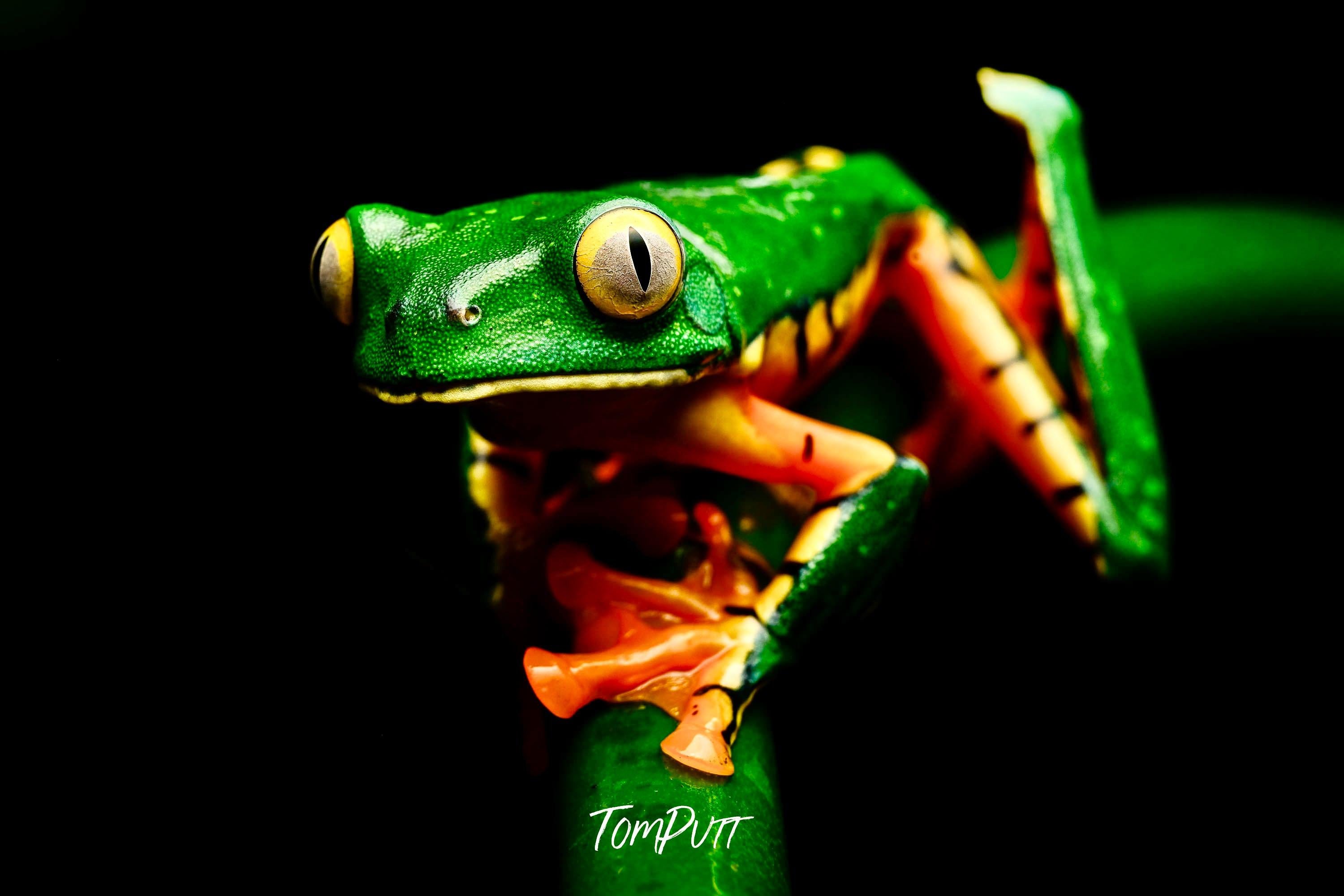 Tiger Frog #3, Costa Rica