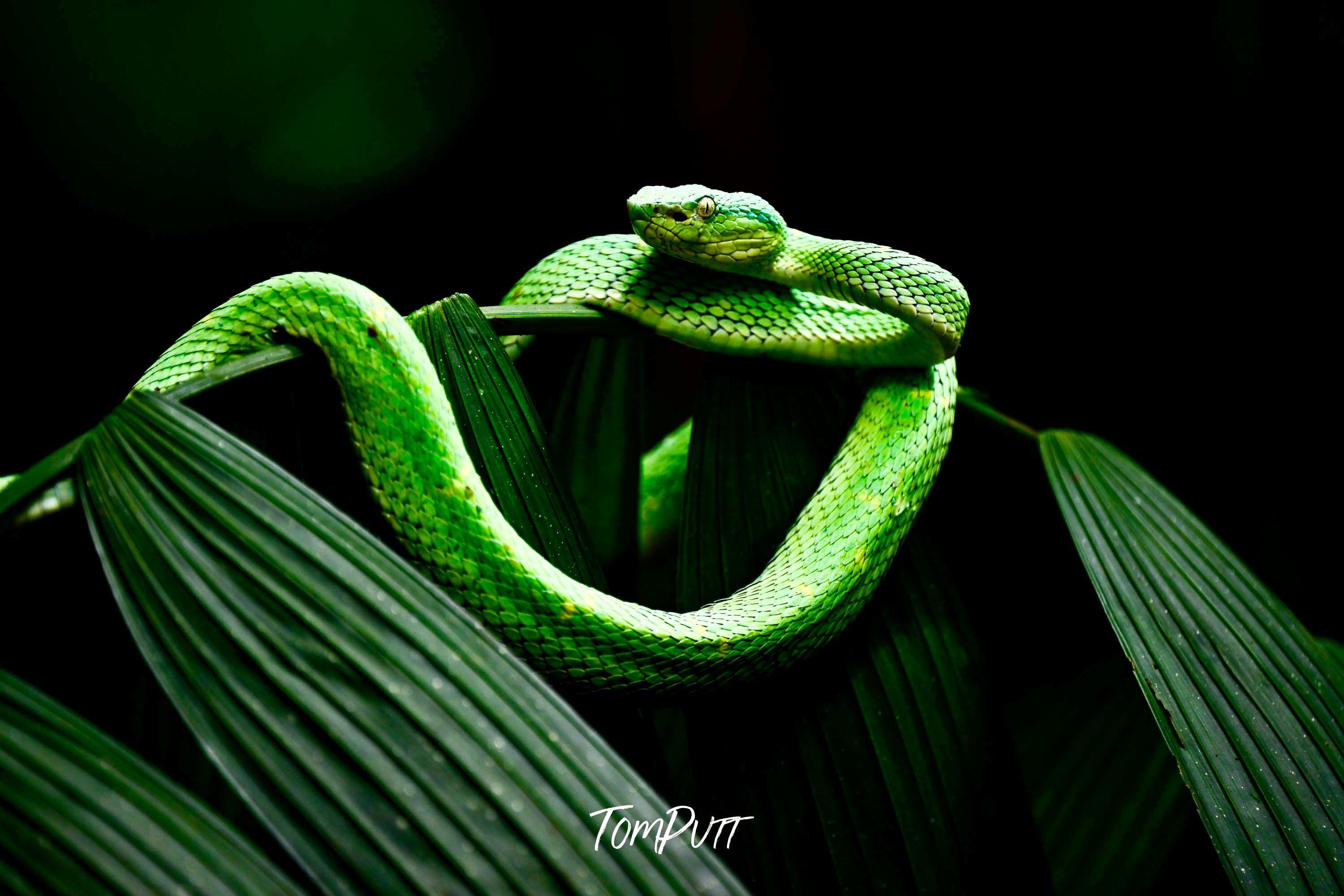 Side-striped Palm Pit Viper #2, Costa Rica