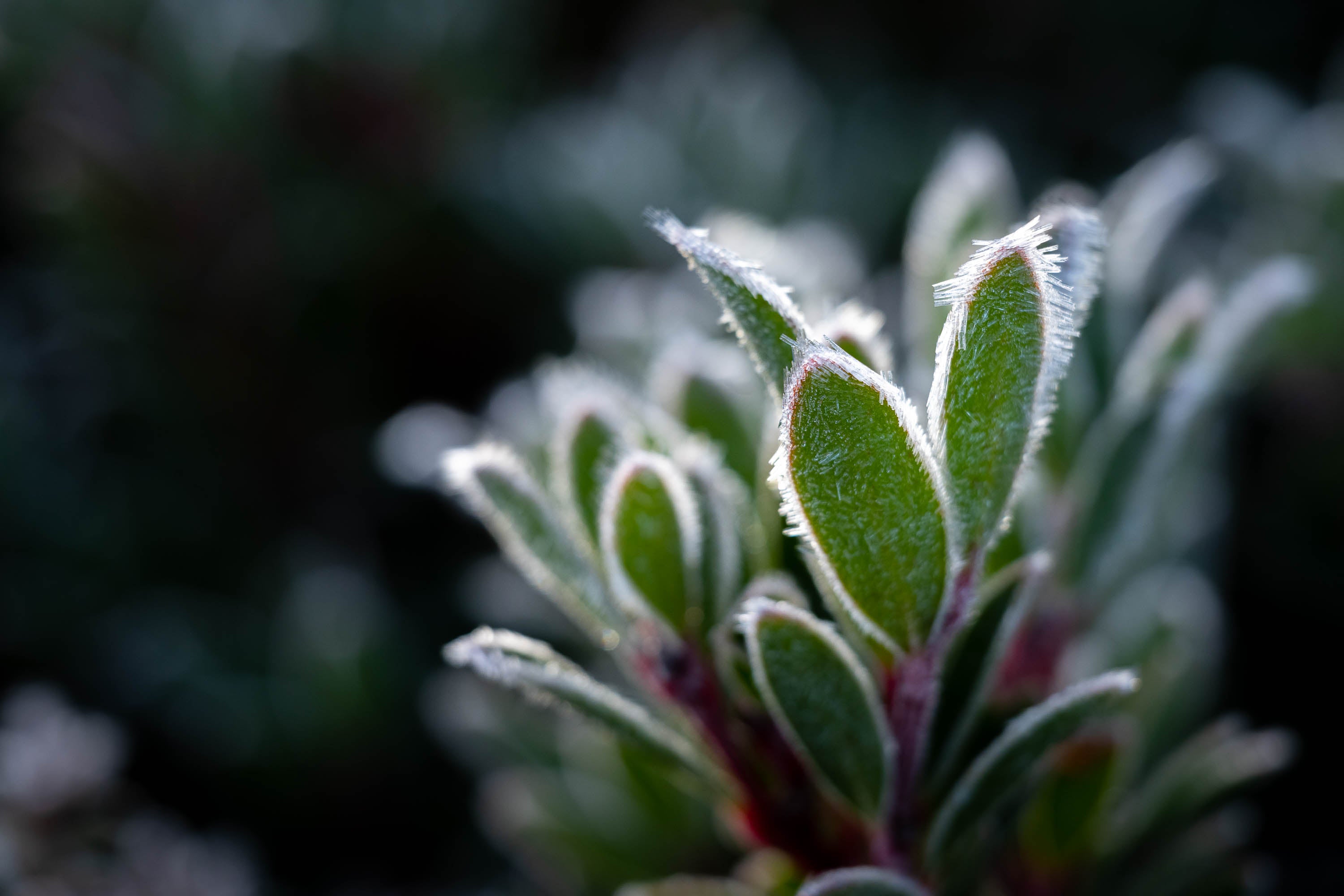 Frozen Plant detail, Cradle Mountain, Tasmania