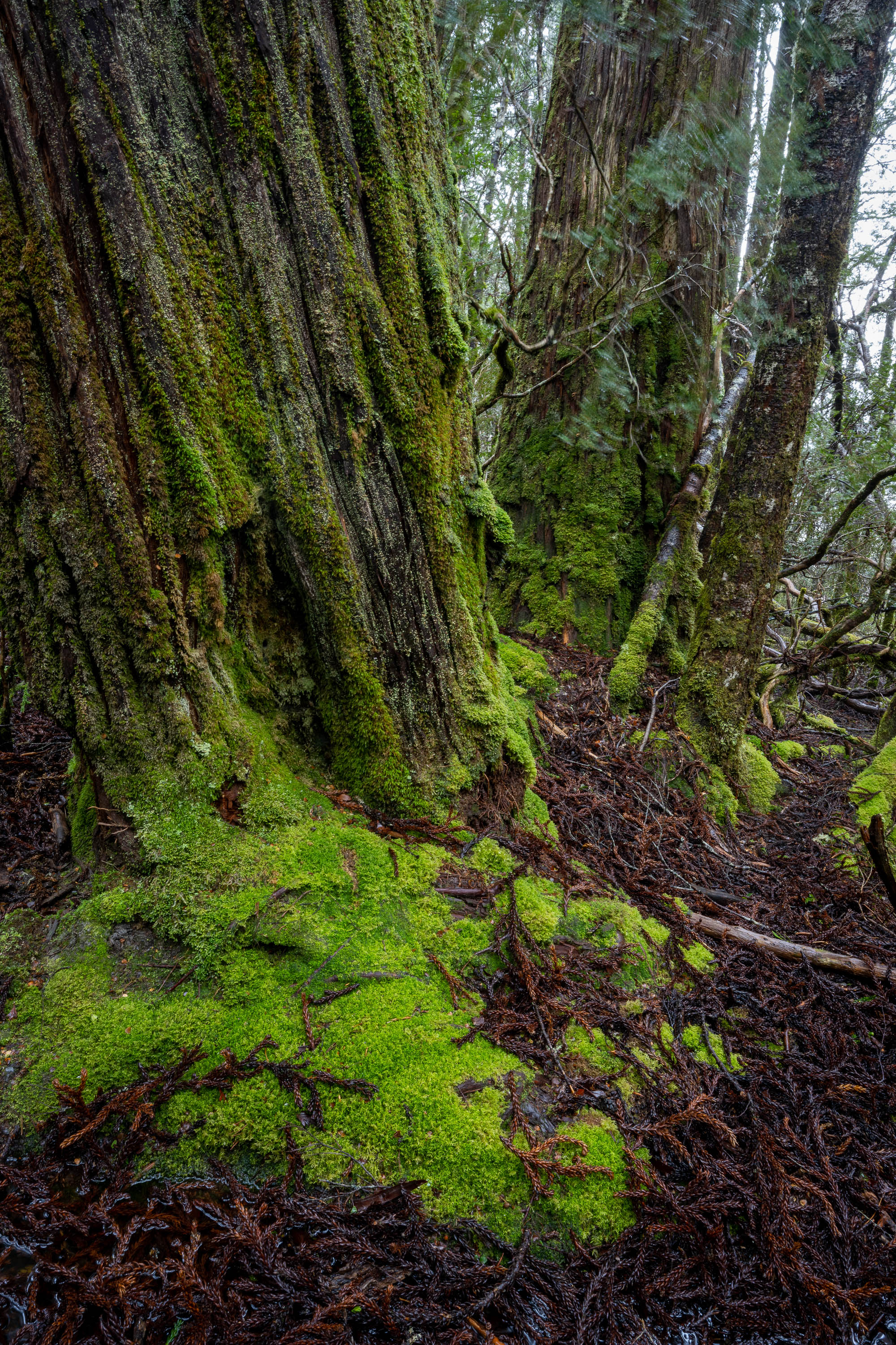Weindorfers Forest tree detail, Cradle Mountain, Tasmania