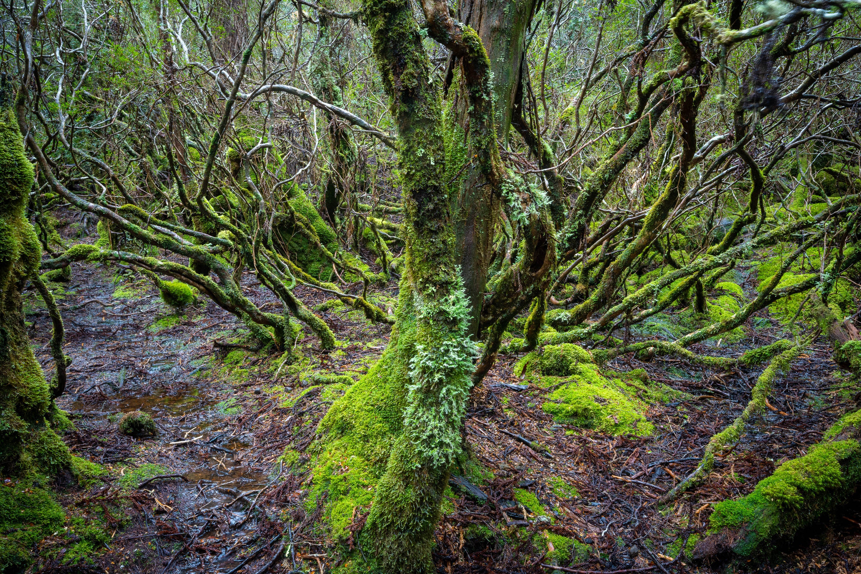 Weindorfers Forest No.2, Cradle Mountain, Tasmania