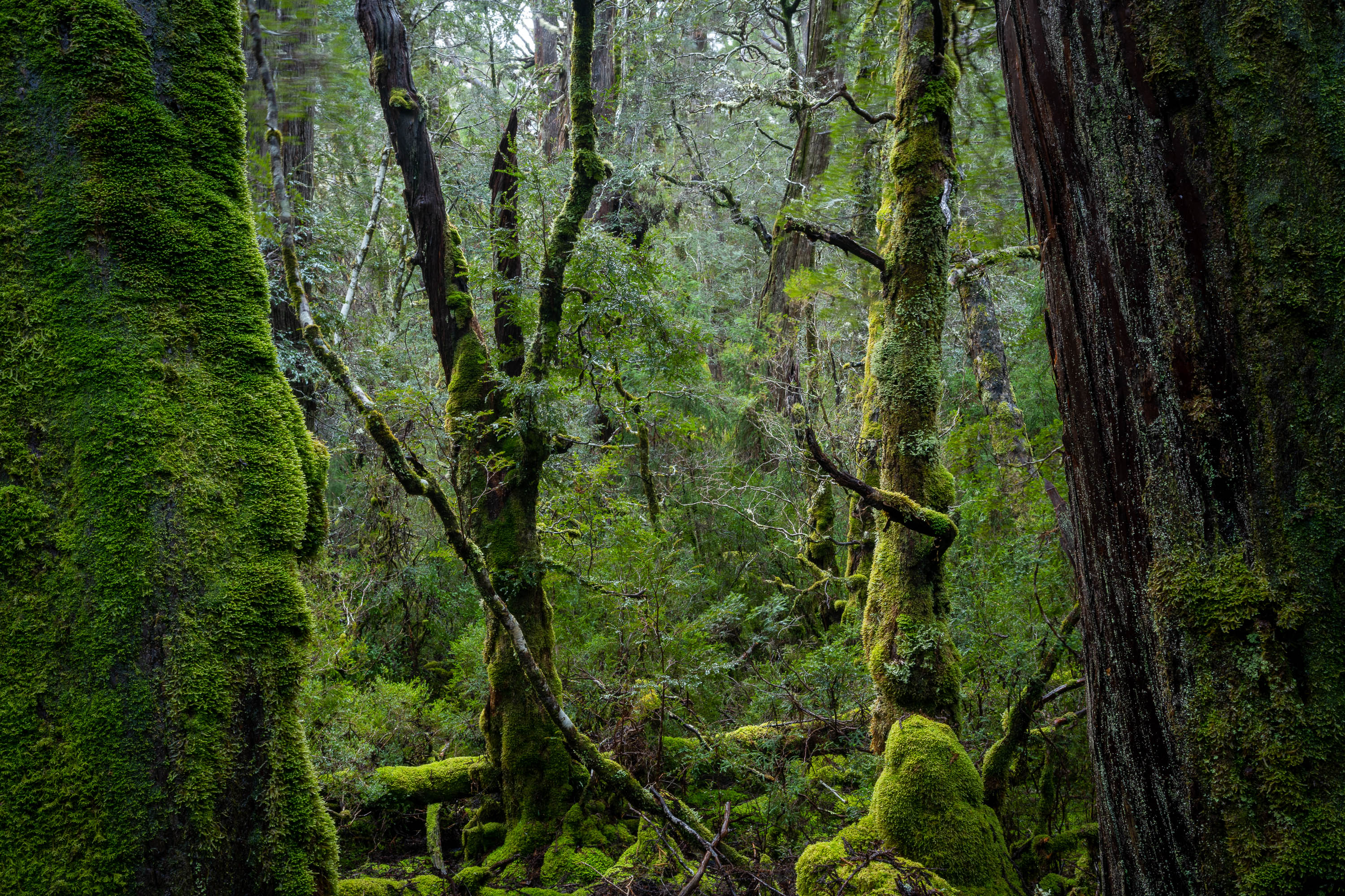 Weindorfers Forest No.3, Cradle Mountain, Tasmania