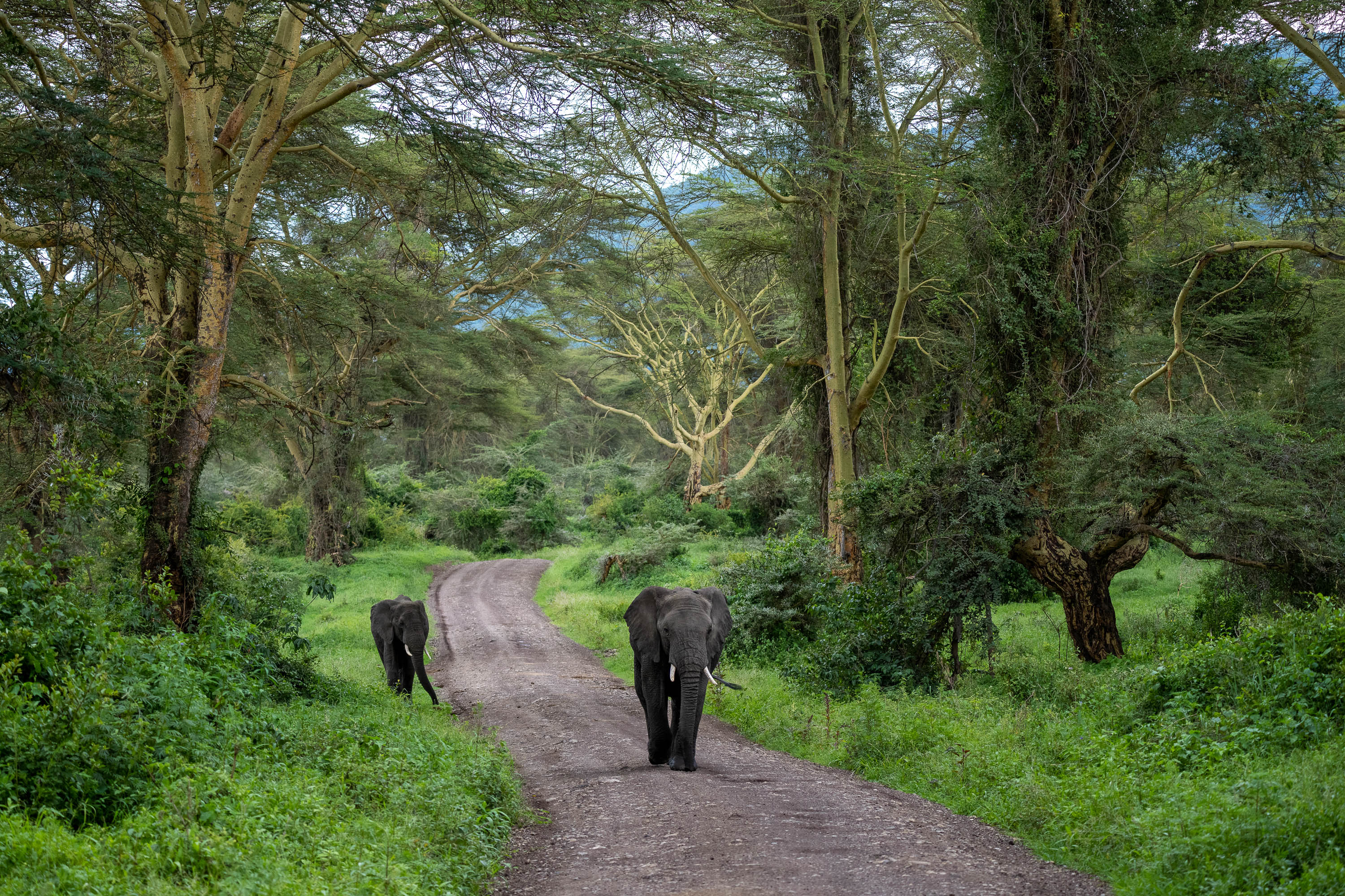 Elephants Approaching, Ngorongoro Crater, Tanzania
