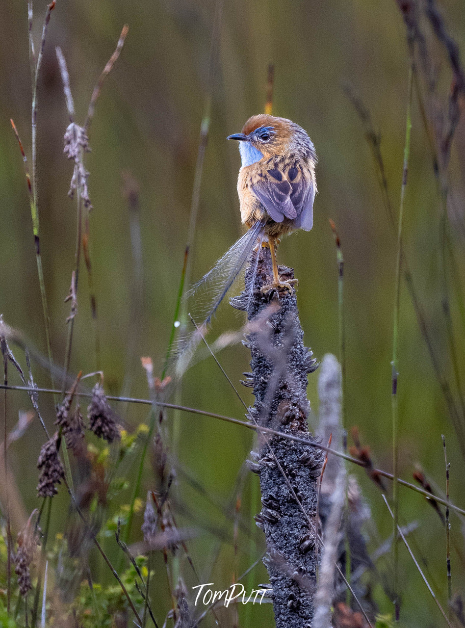 Southern Emu Wren (female)