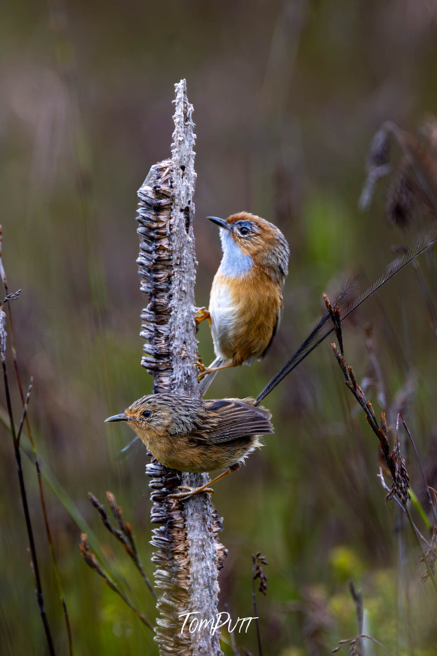 Southern Emu Wren pair