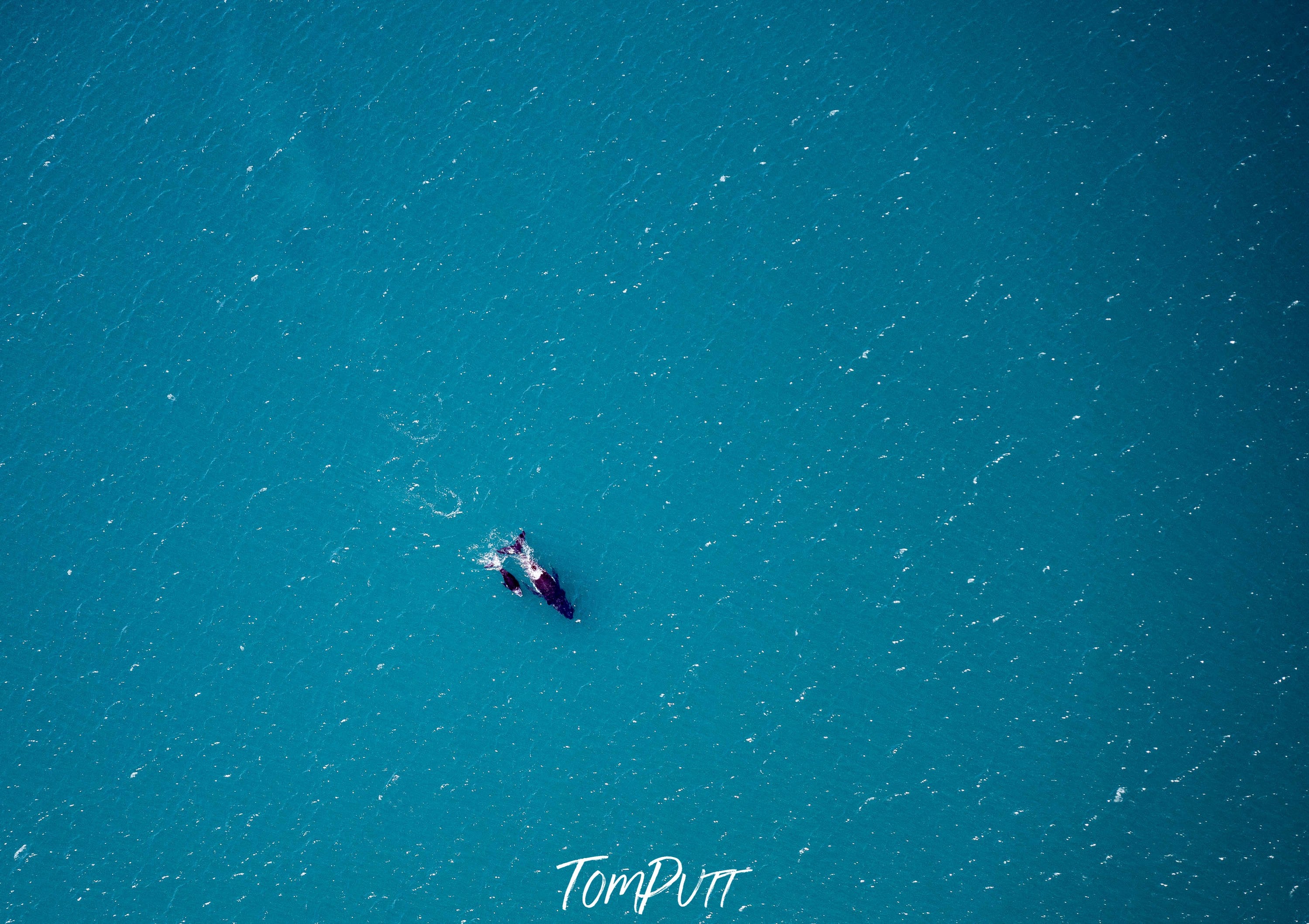 Humpbacks, Shark Bay, WA Aerial