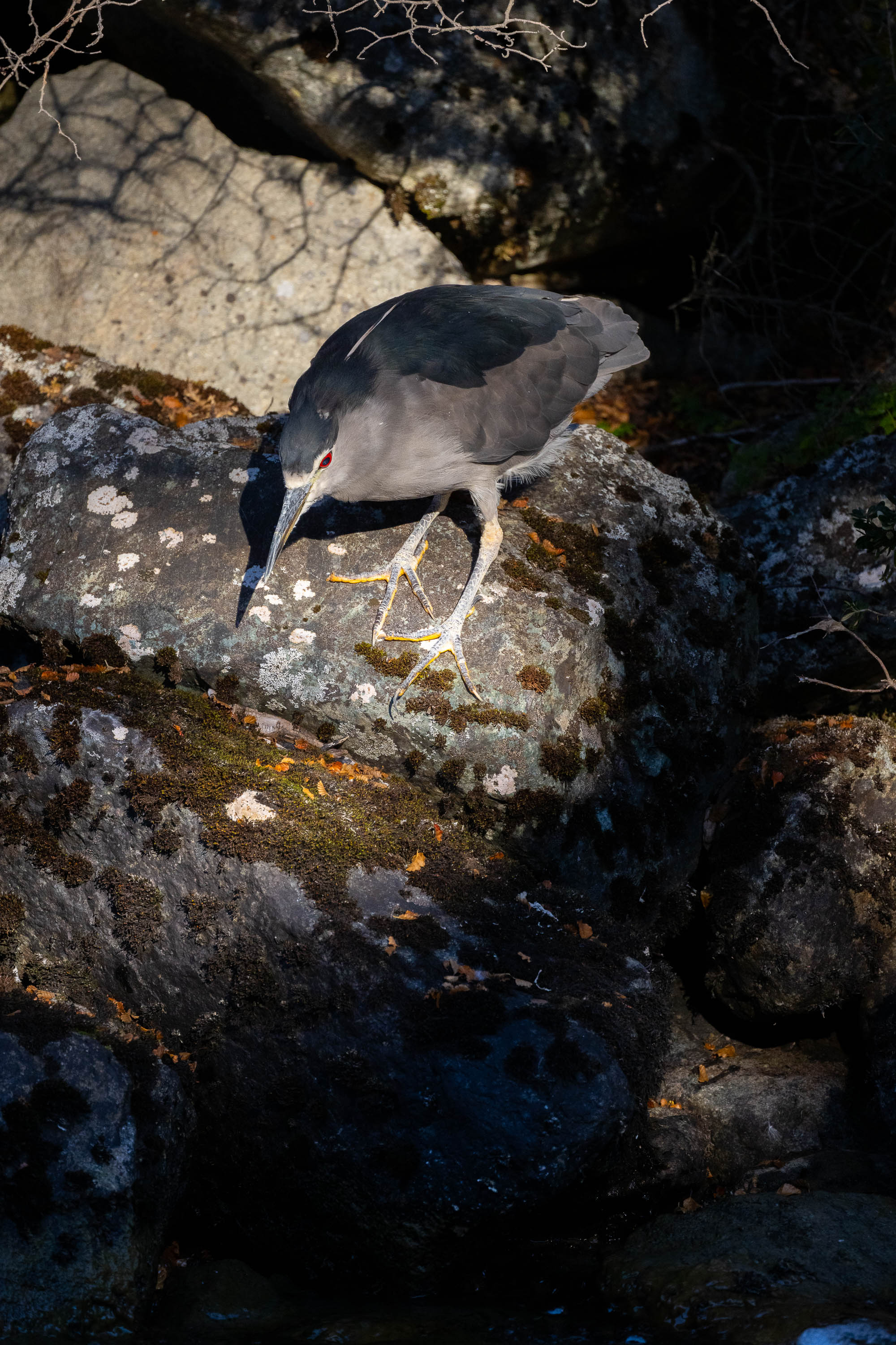 Black-naped Night Heron